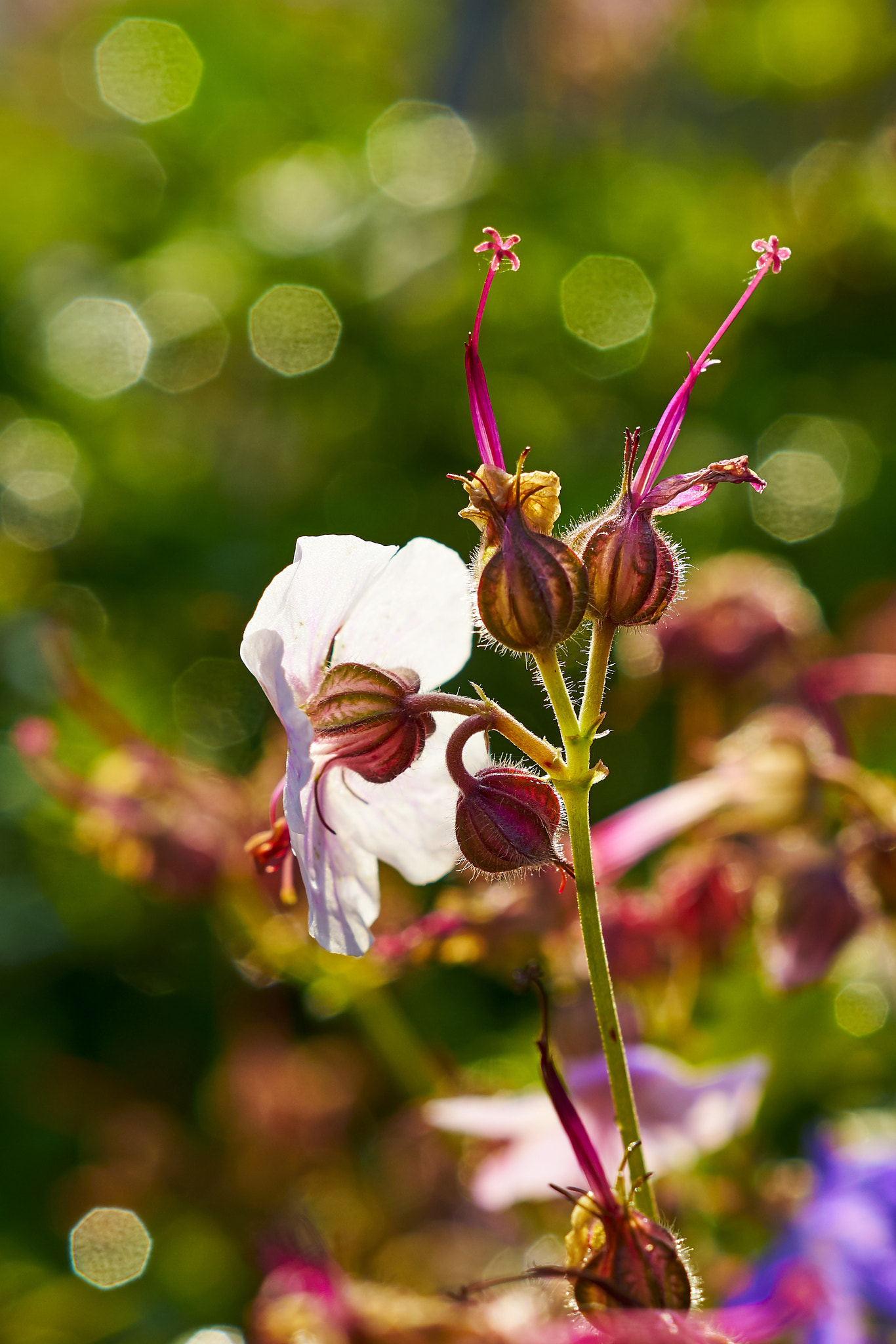 Sony ILCA-77M2 + Sony DT 50mm F1.8 SAM sample photo. Colorful nature photography
