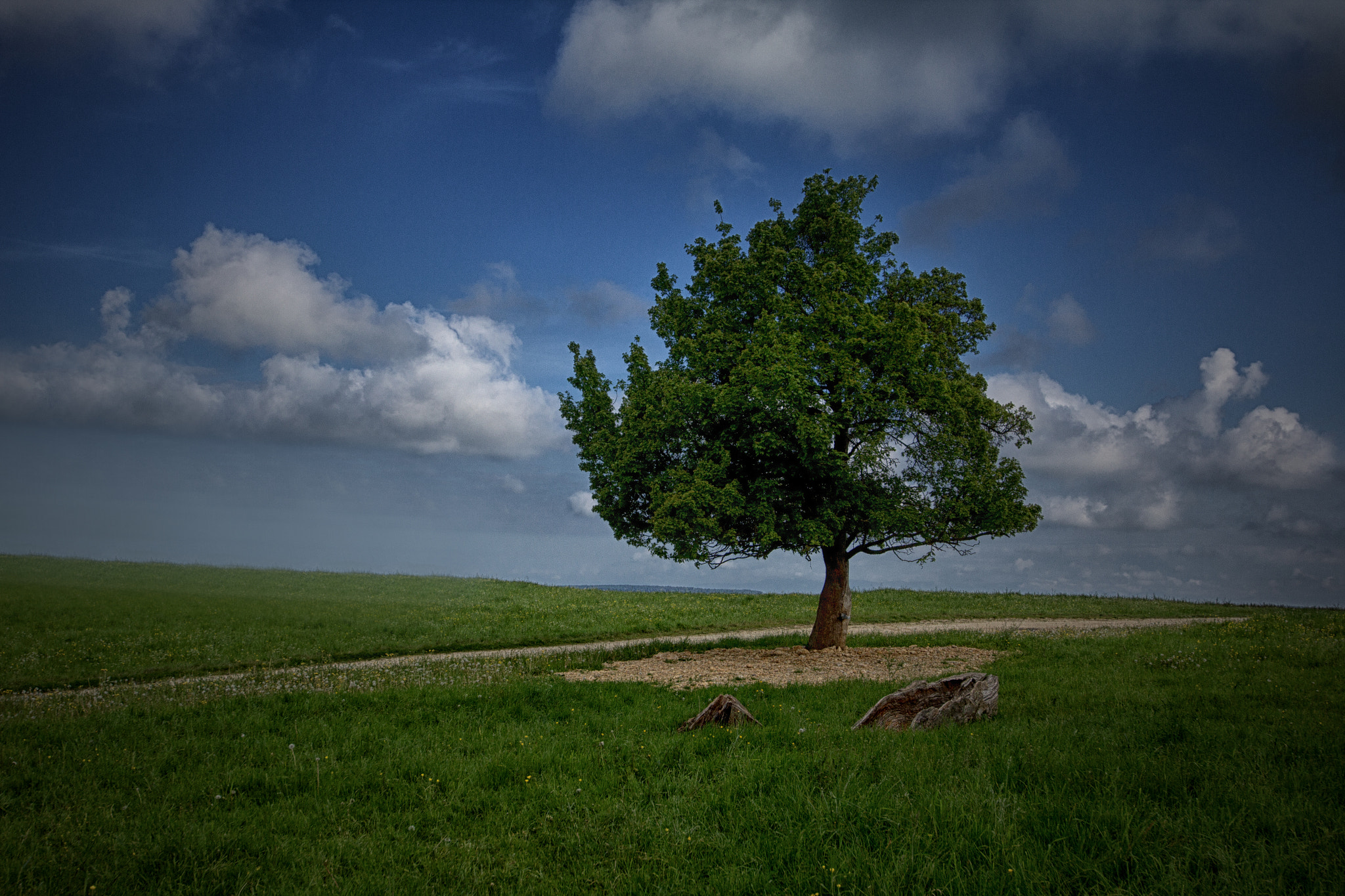 Sigma 12-24mm F4.5-5.6 II DG HSM sample photo. Arbre courtemautruy photography