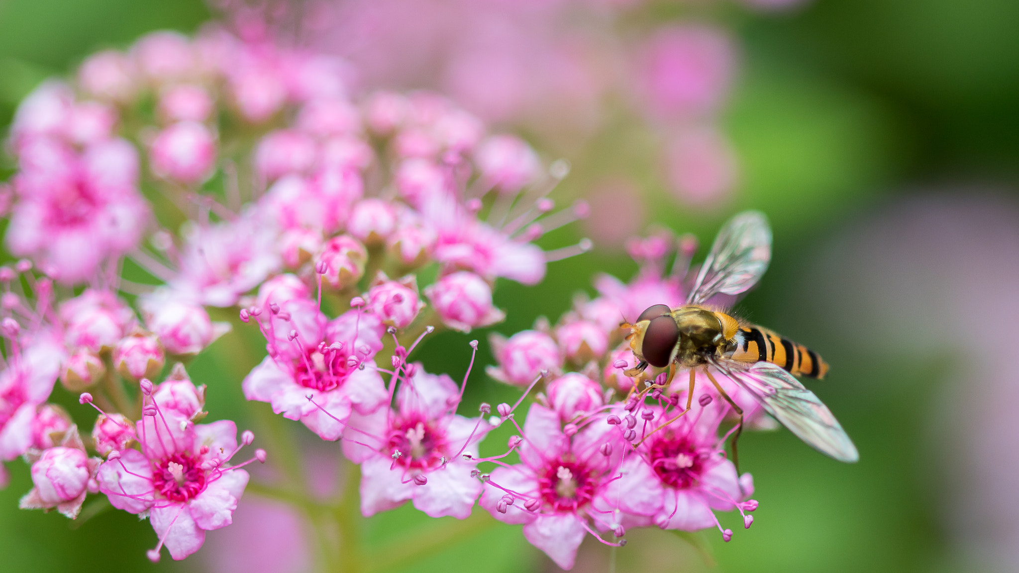 Canon EF 100mm F2.8 Macro USM sample photo. Syrphe photography