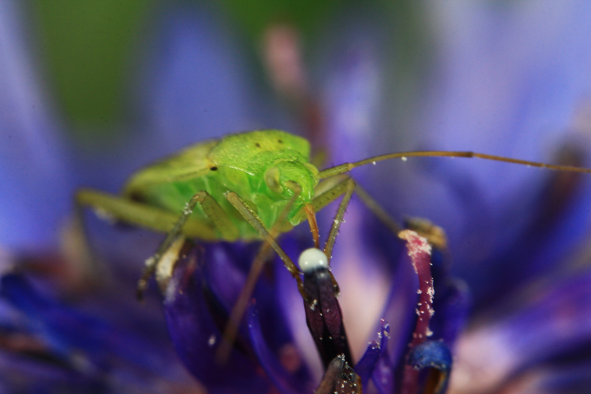 Sigma 150mm f/2.8 EX DG OS HSM APO Macro sample photo. A table photography