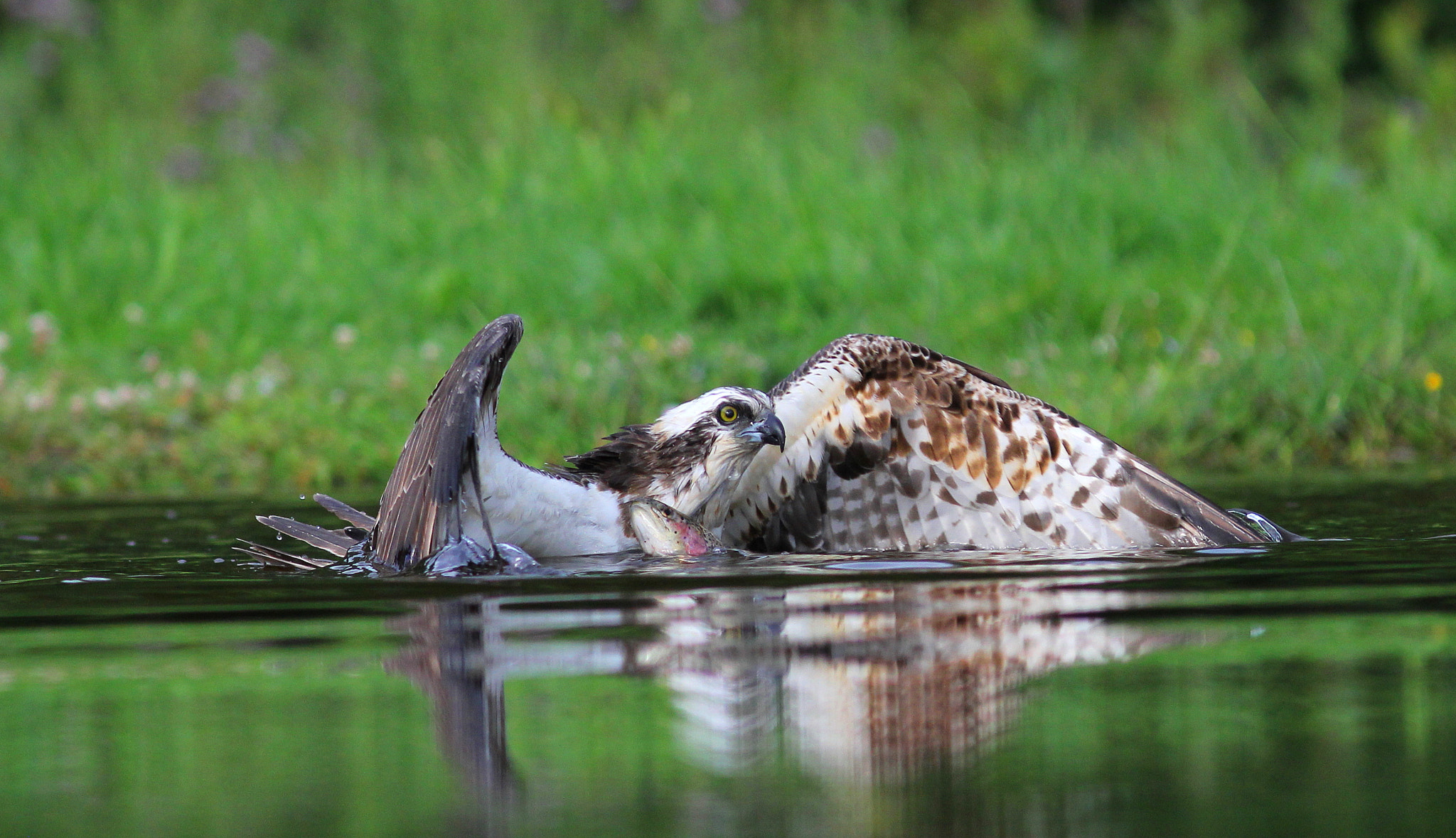 Canon EF 300mm F4L IS USM sample photo. Osprey photography