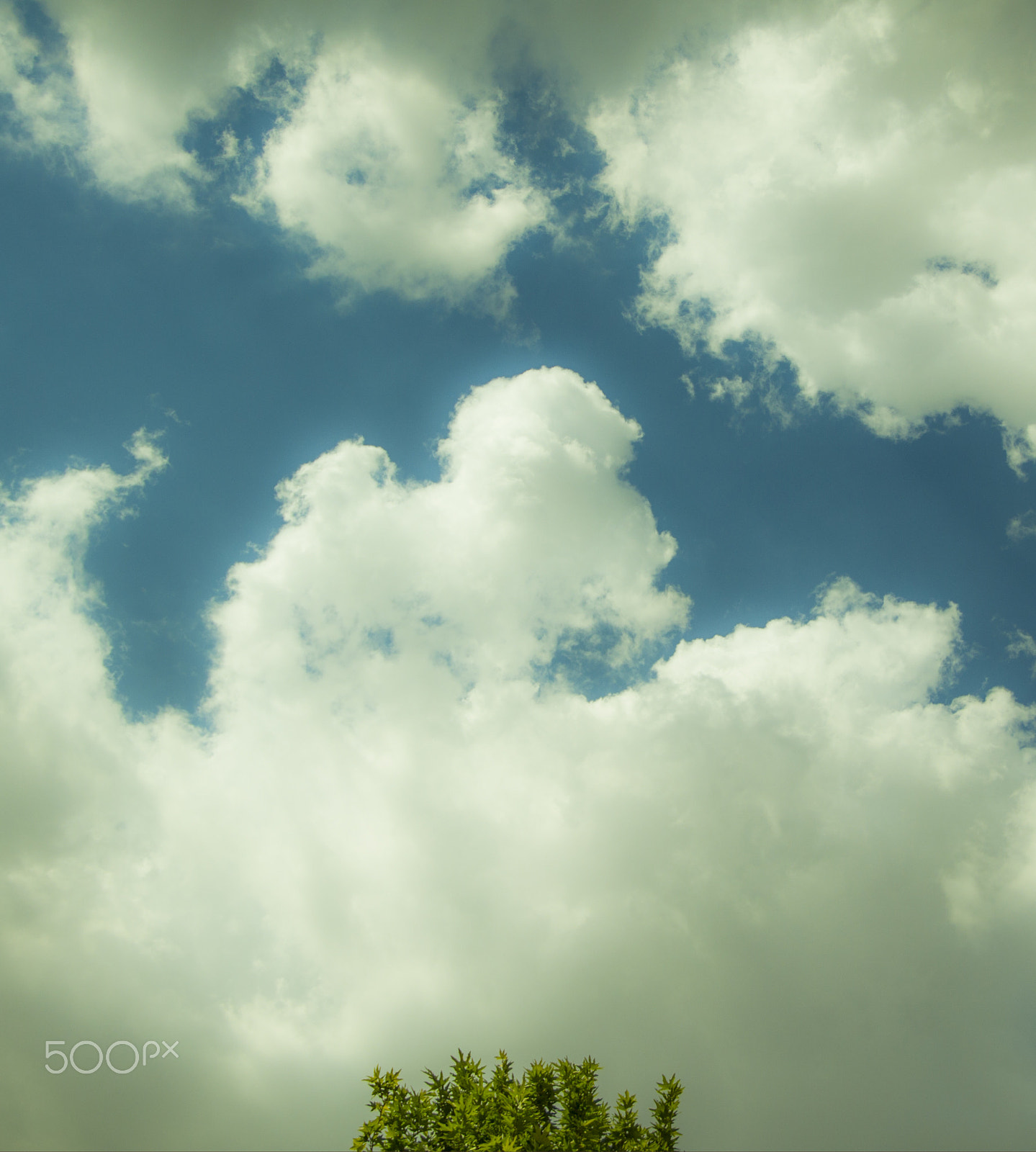 Canon EOS 550D (EOS Rebel T2i / EOS Kiss X4) sample photo. Lonely tree and cloudy sky photography