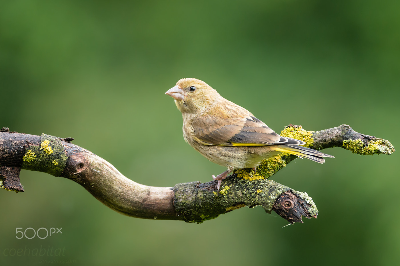 Nikon AF-S Nikkor 200-400mm F4G ED-IF VR sample photo. Young greenfinch on stick photography