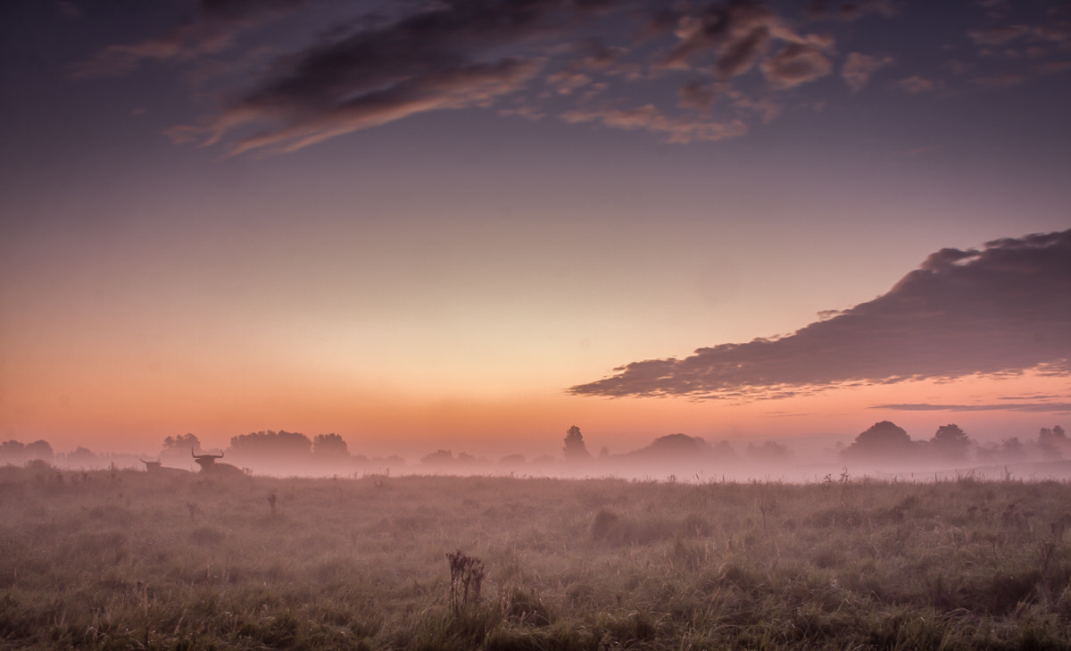 Canon EOS 50D + Canon EF-S 18-55mm F3.5-5.6 sample photo. Misty morning meadow photography
