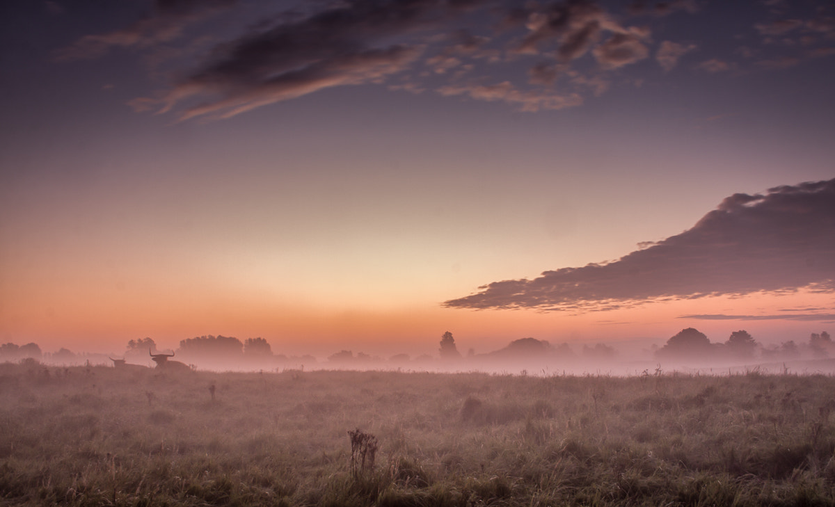 Canon EF-S 18-55mm F3.5-5.6 sample photo. Misty morning meadow photography