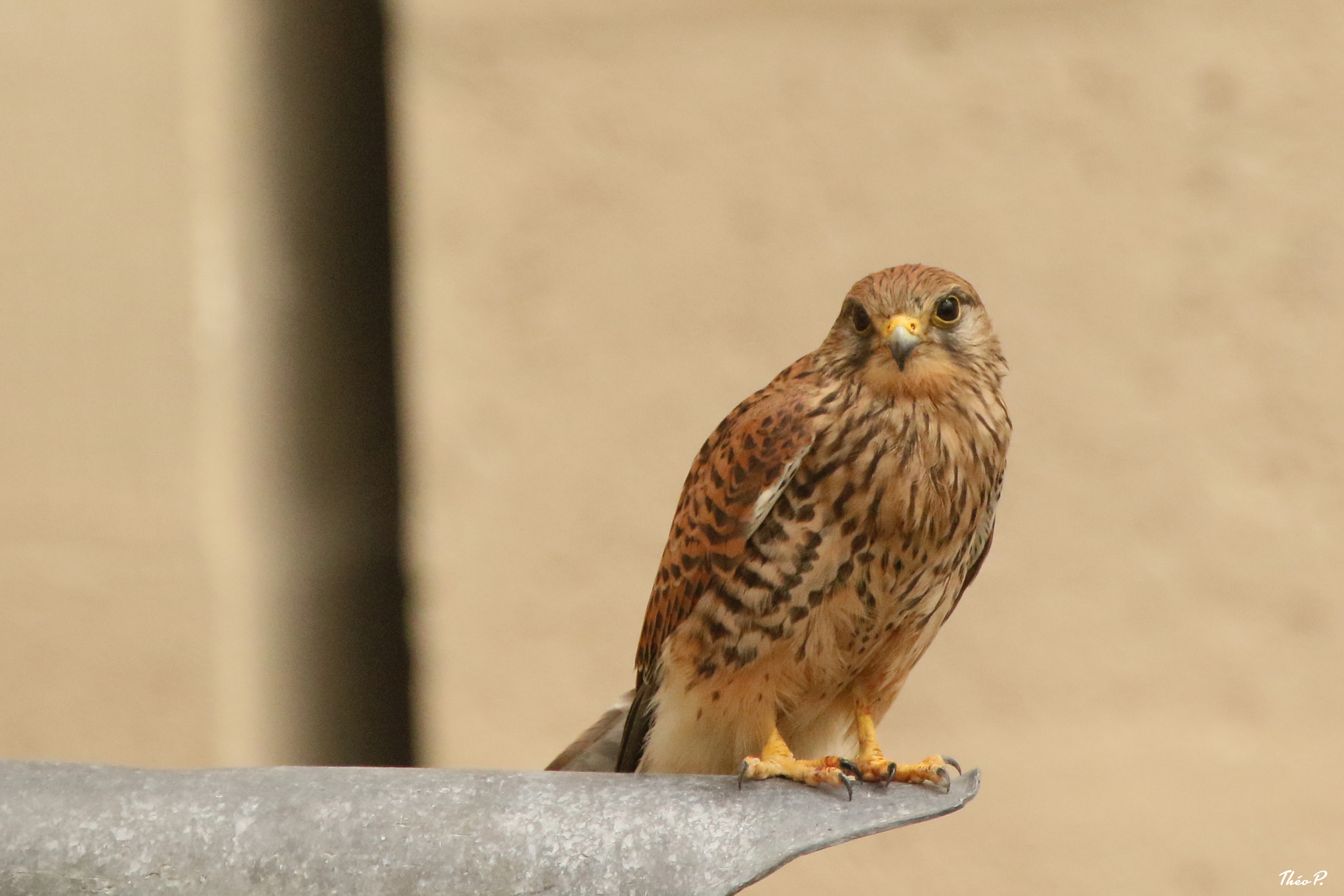 Canon EF 300mm F2.8L IS USM sample photo. Kestrel / faucon crécerelle photography