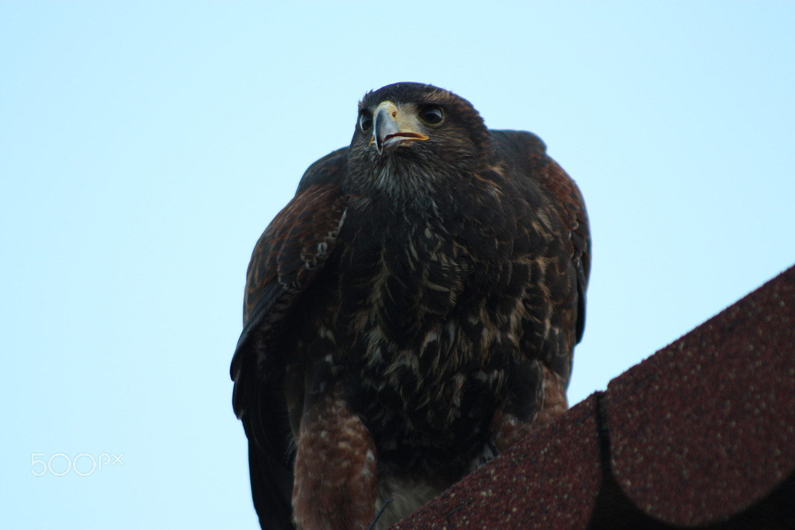 Canon EOS 450D (EOS Rebel XSi / EOS Kiss X2) + EF75-300mm f/4-5.6 sample photo. Falco in attesa. photography