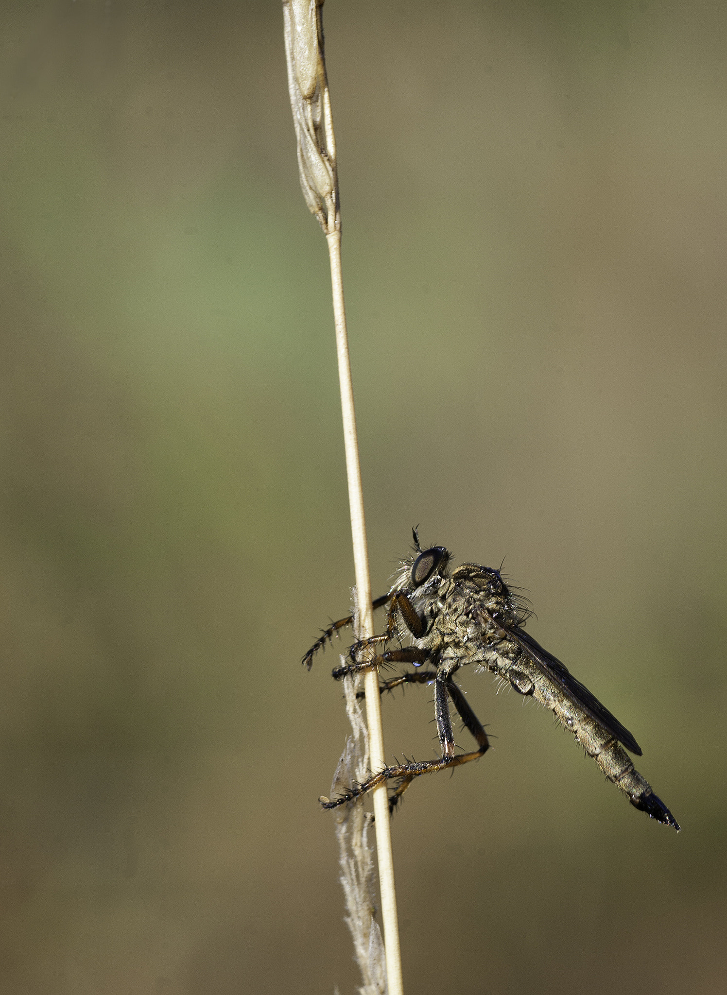 Canon EOS 5D + Tamron SP AF 90mm F2.8 Di Macro sample photo. Fly photography