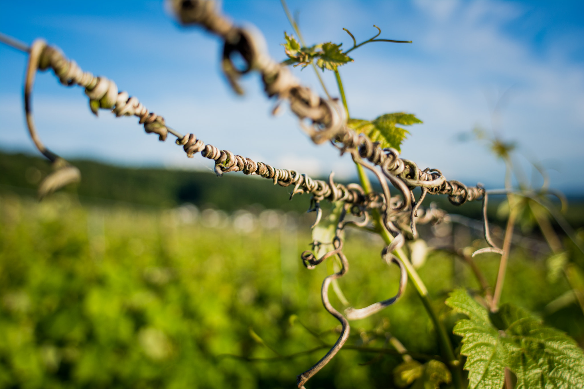 Nikon D7100 + AF Nikkor 24mm f/2.8 sample photo. In the vineyards photography