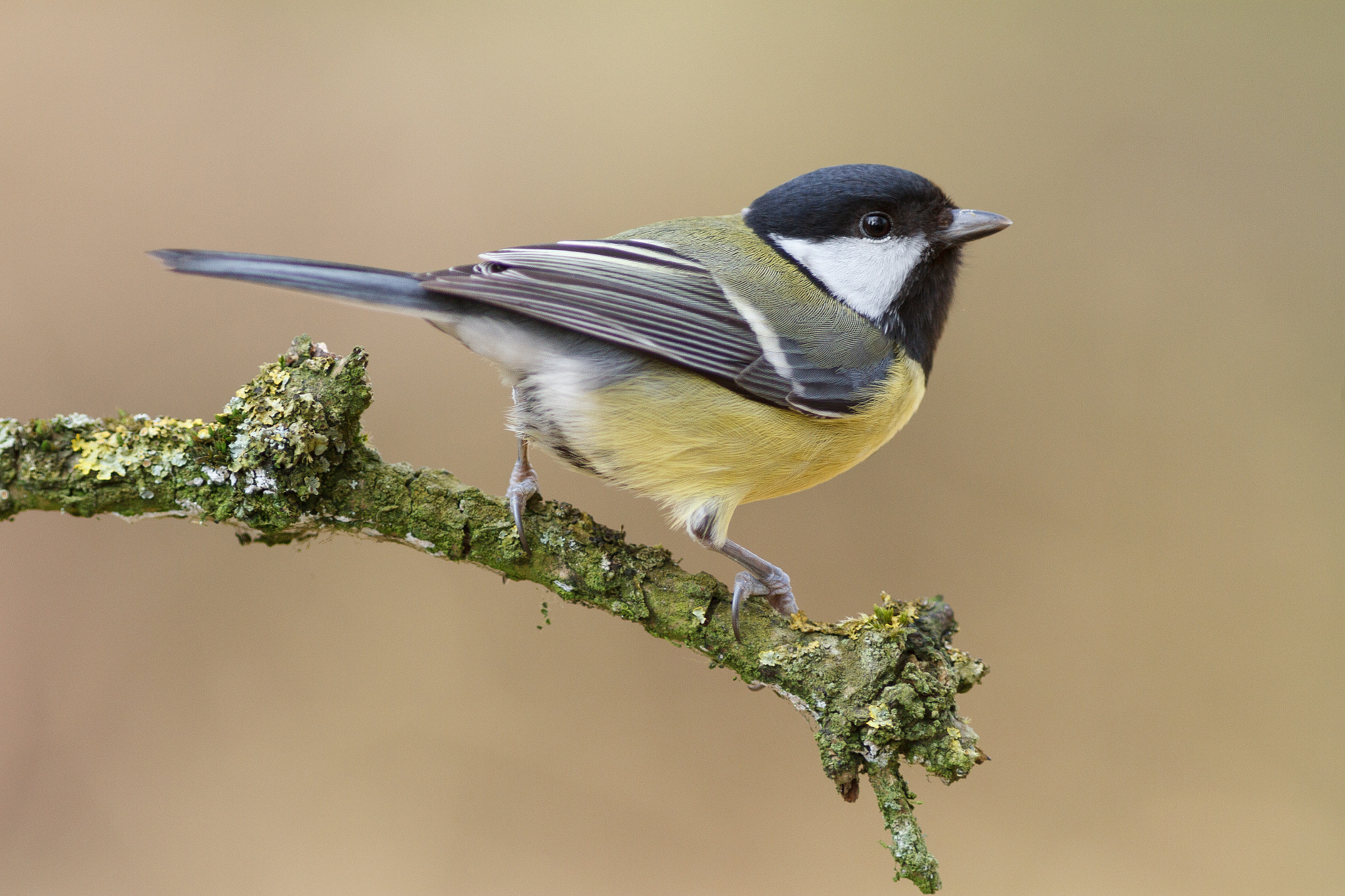 Canon EF 300mm f/4L sample photo. Great tit - parus major photography