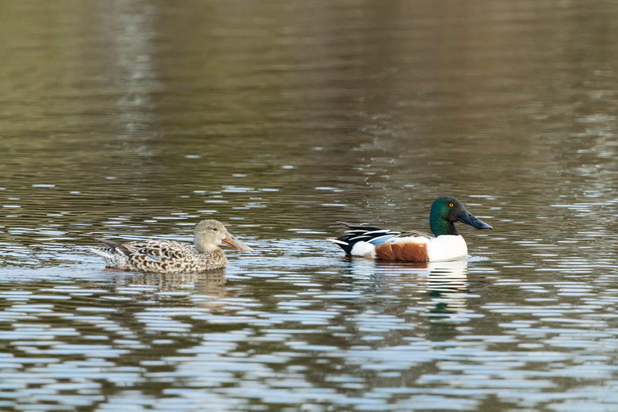 Canon EF 100-400mm F4.5-5.6L IS USM sample photo. Northern shovelers photography