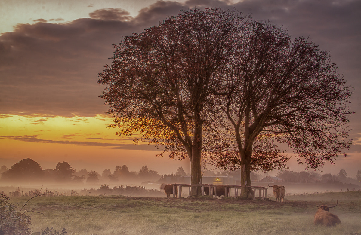 Canon EF-S 18-55mm F3.5-5.6 sample photo. Foggy field photography