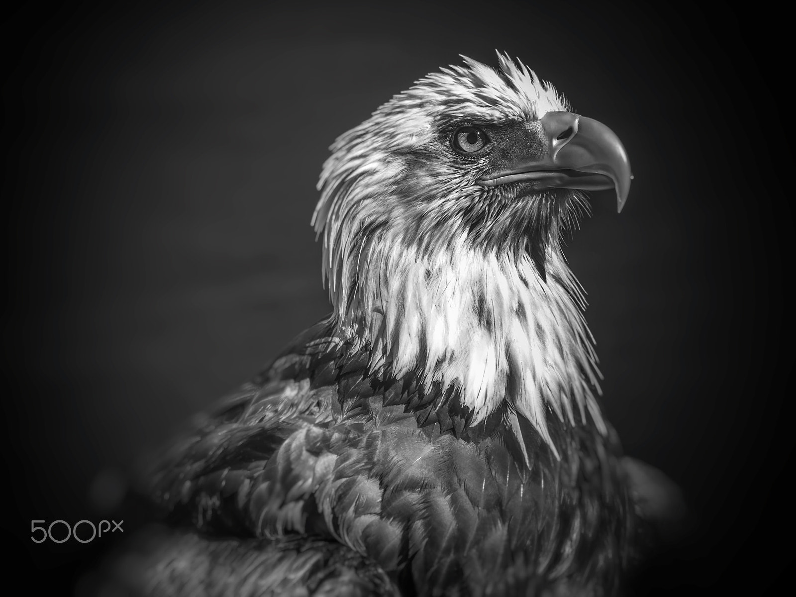 Sony SLT-A77 + Minolta/Sony AF 70-200mm F2.8 G sample photo. B&w eagle photography