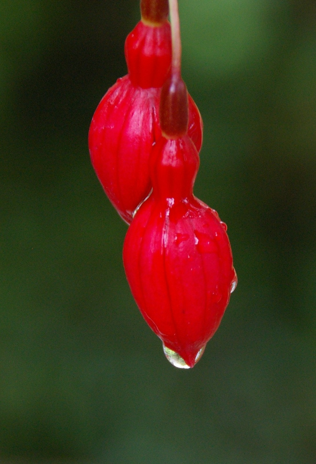 Pentax K100D sample photo. Fuchsia bud after the rain photography