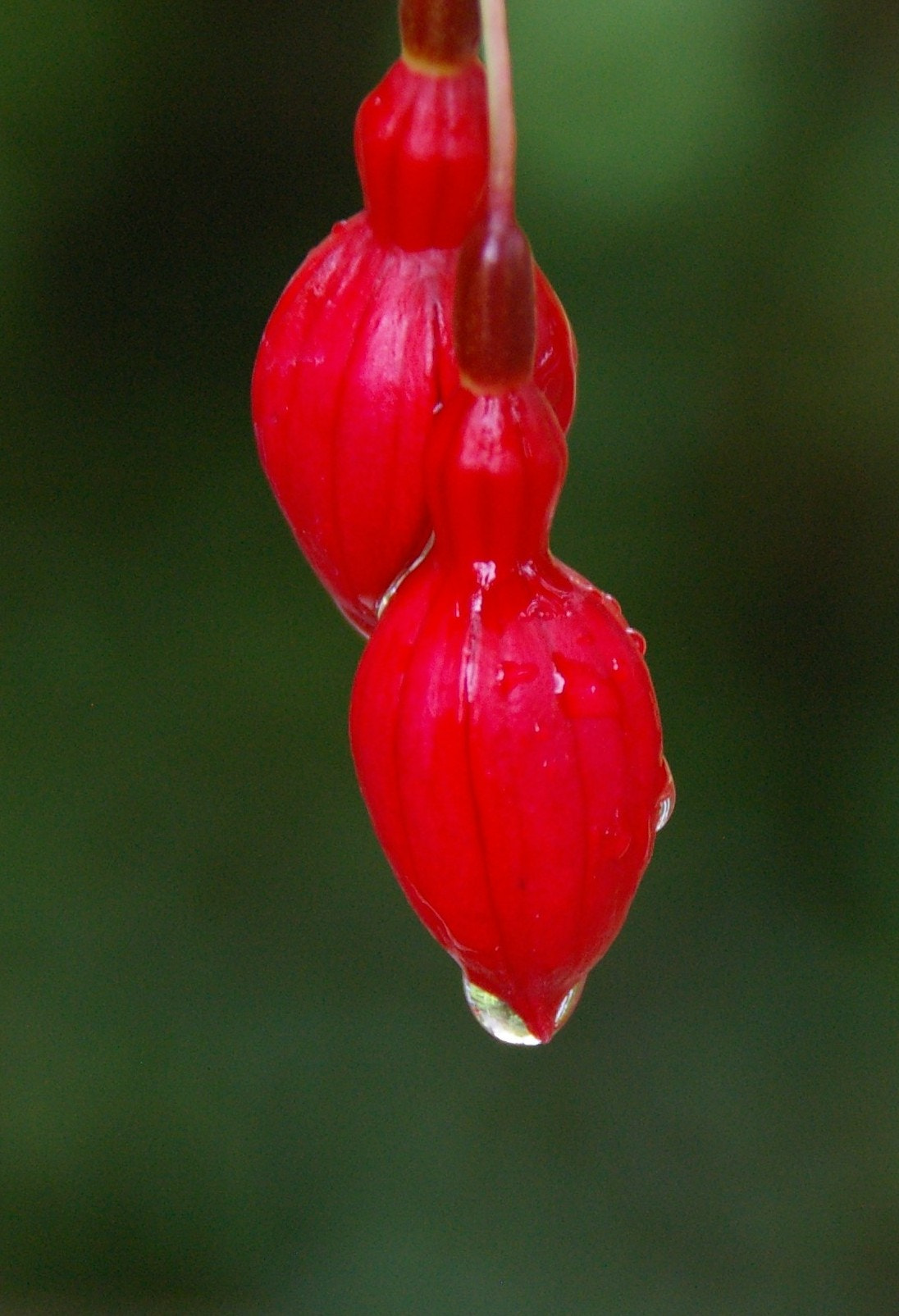 Pentax K100D + Tamron AF 18-200mm F3.5-6.3 XR Di II LD Aspherical (IF) Macro sample photo. Fuchsia bud after the rain photography