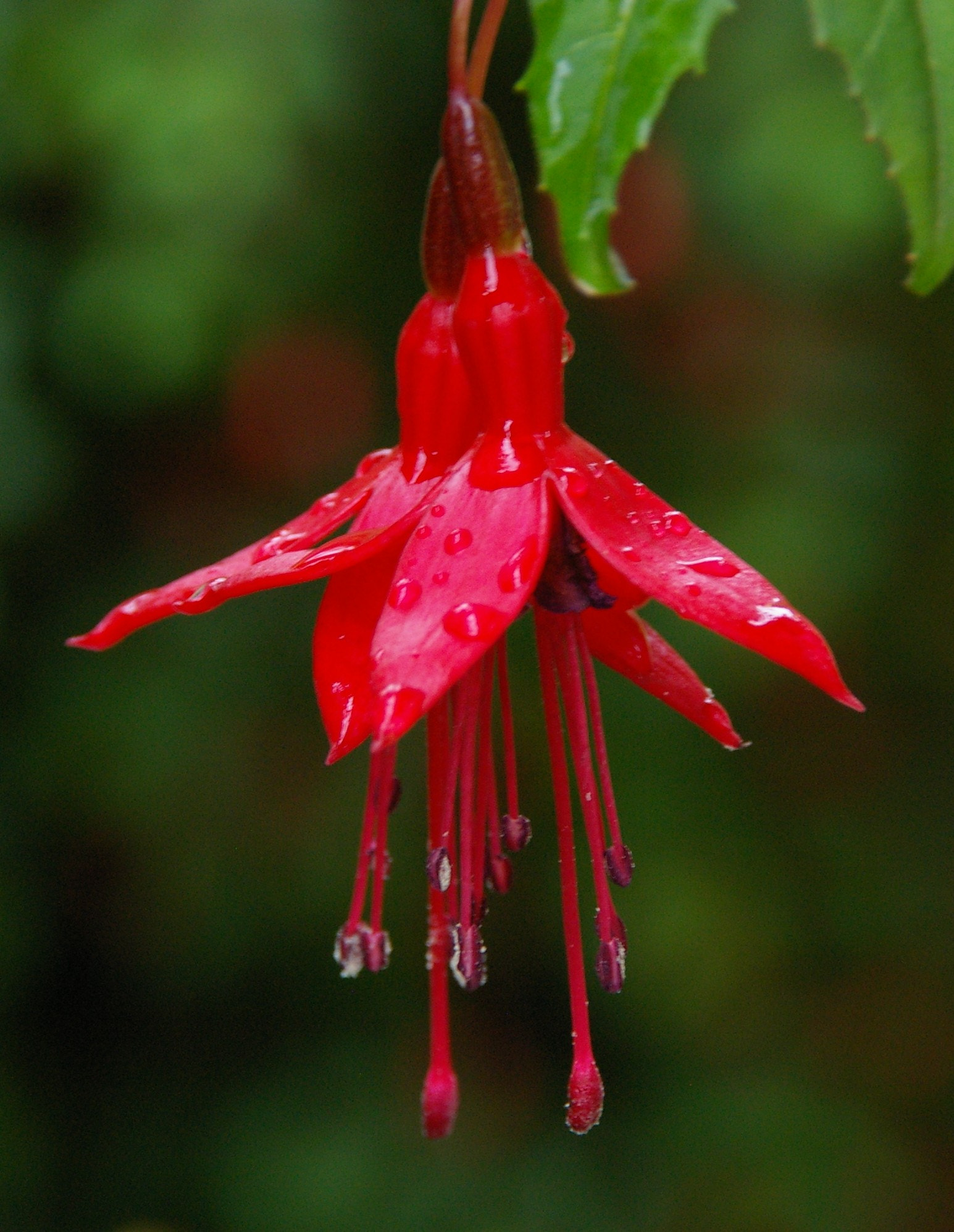 Pentax K100D sample photo. Fuchsia after the rain photography