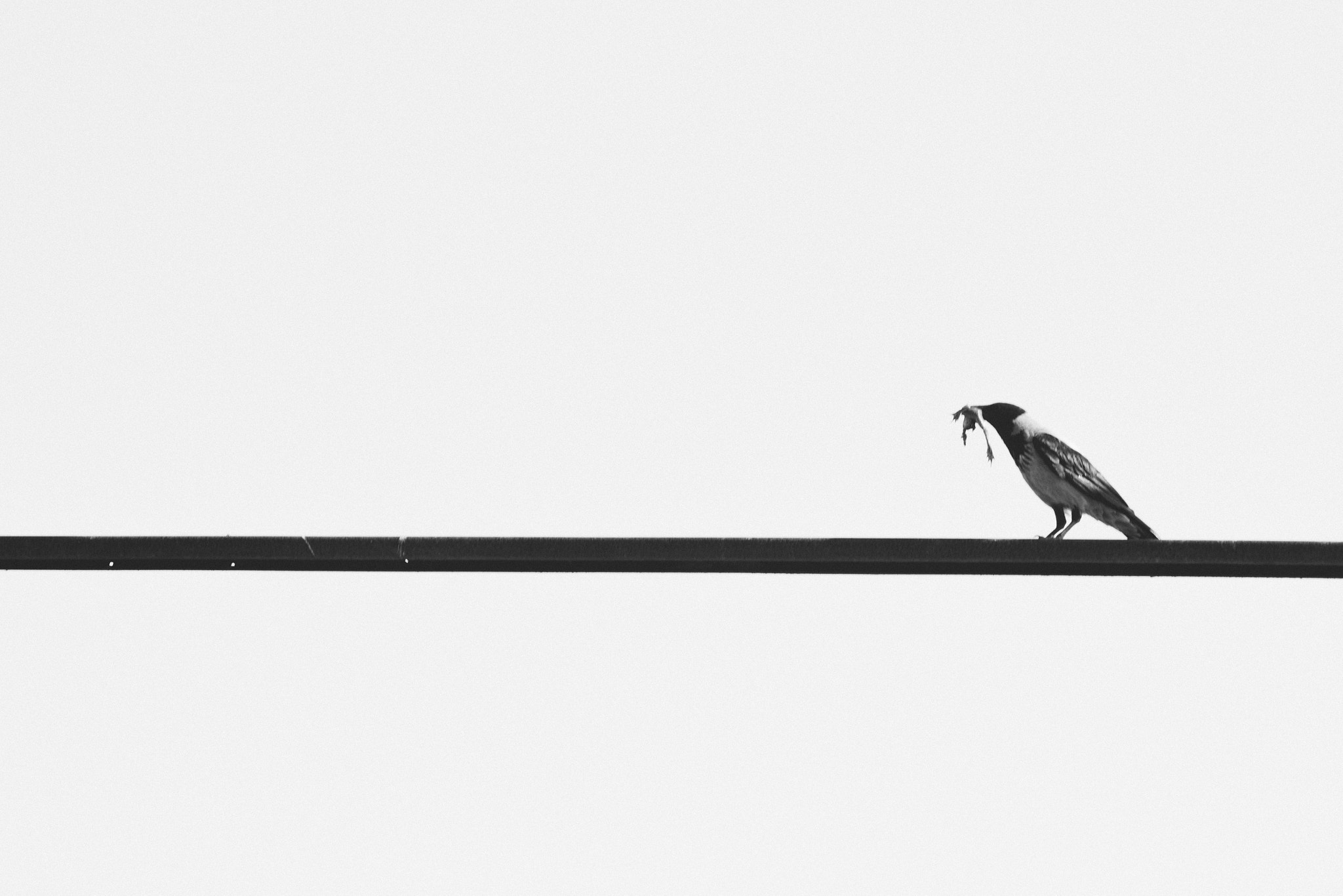 Canon EF 70-200mm F2.8L IS II USM sample photo. Hungry crow photography