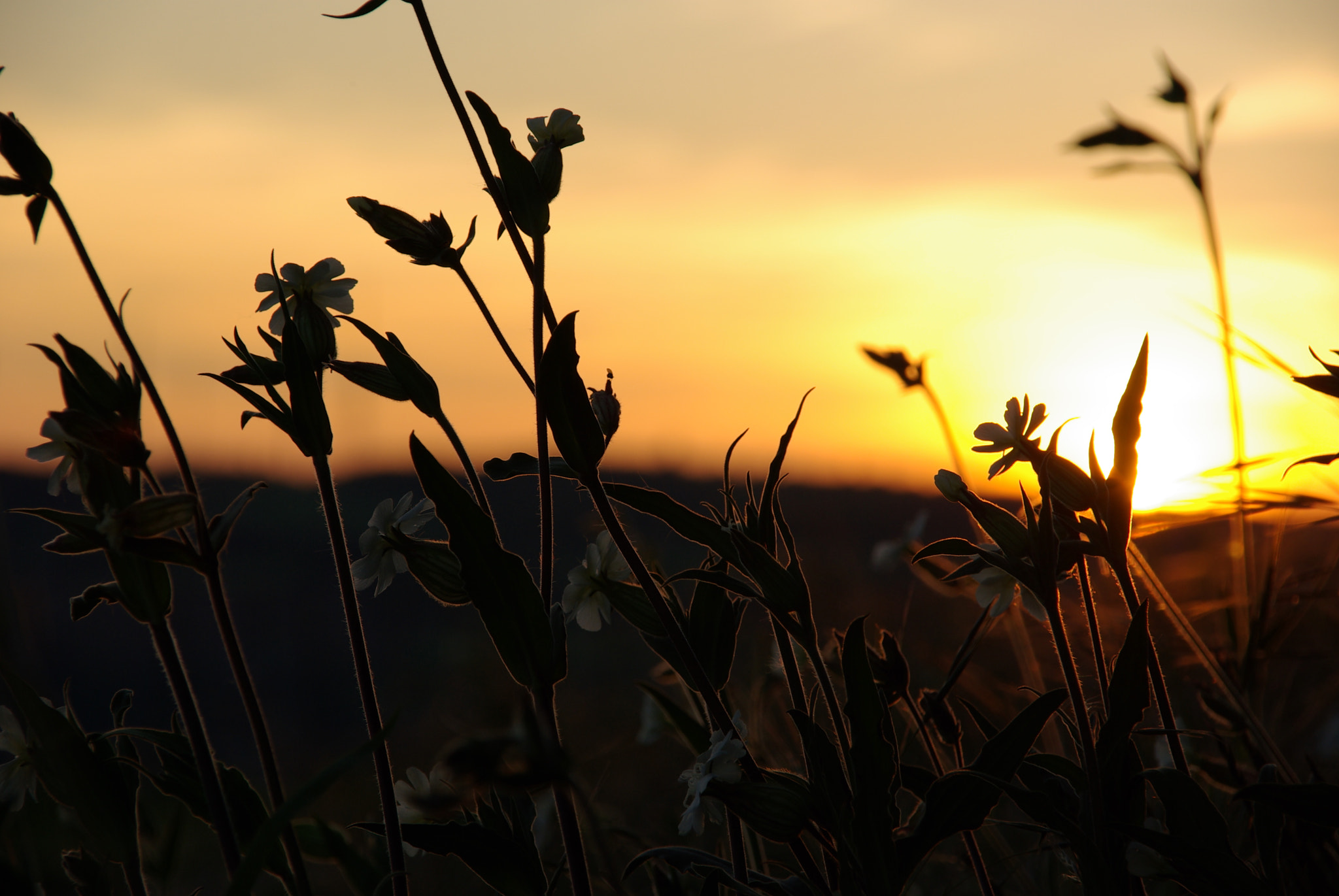 Sigma 18-125mm F3.8-5.6 DC HSM sample photo. Sundown photography