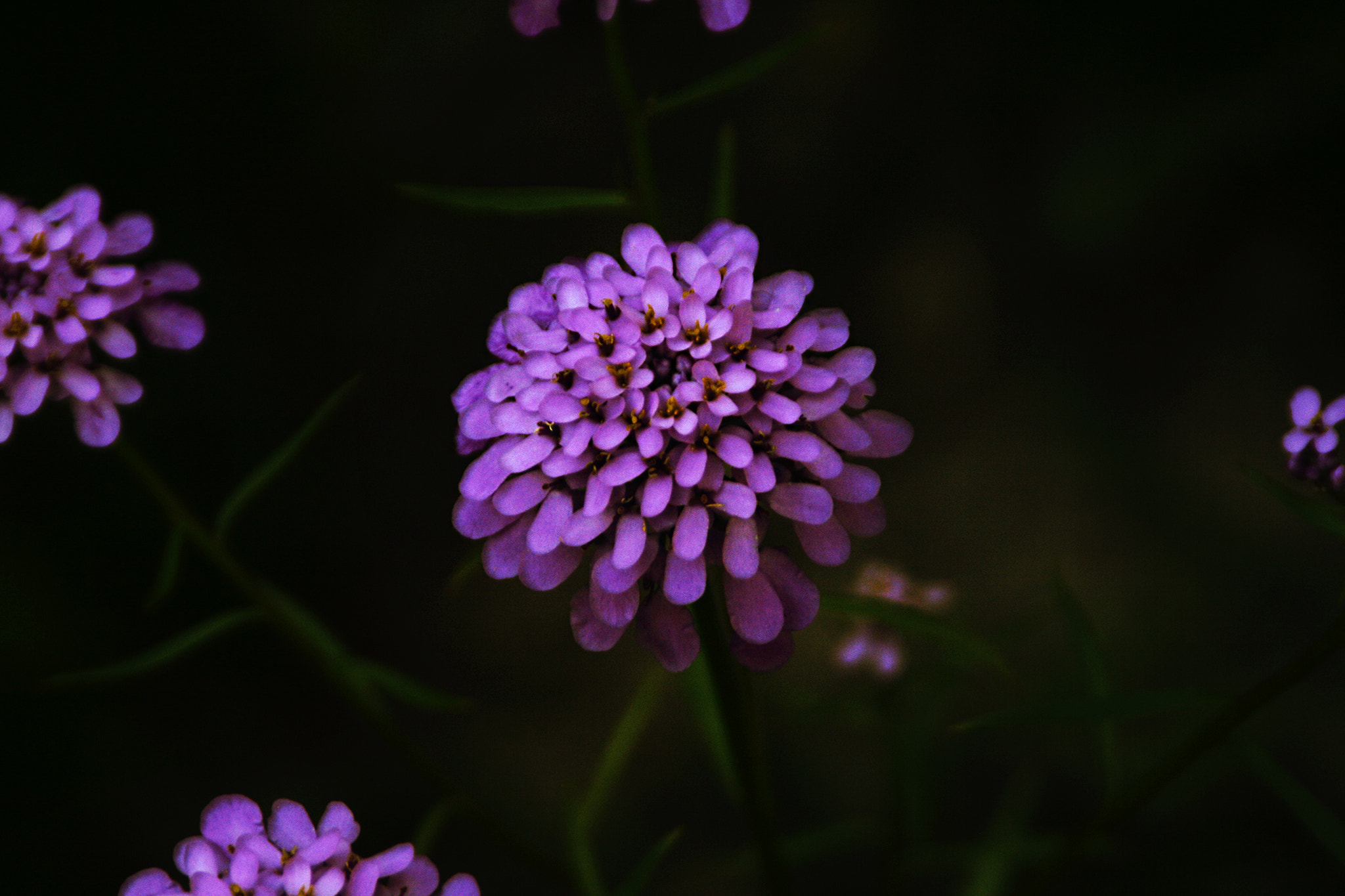 Tamron AF 28-200mm F3.8-5.6 XR Di Aspherical (IF) Macro sample photo
