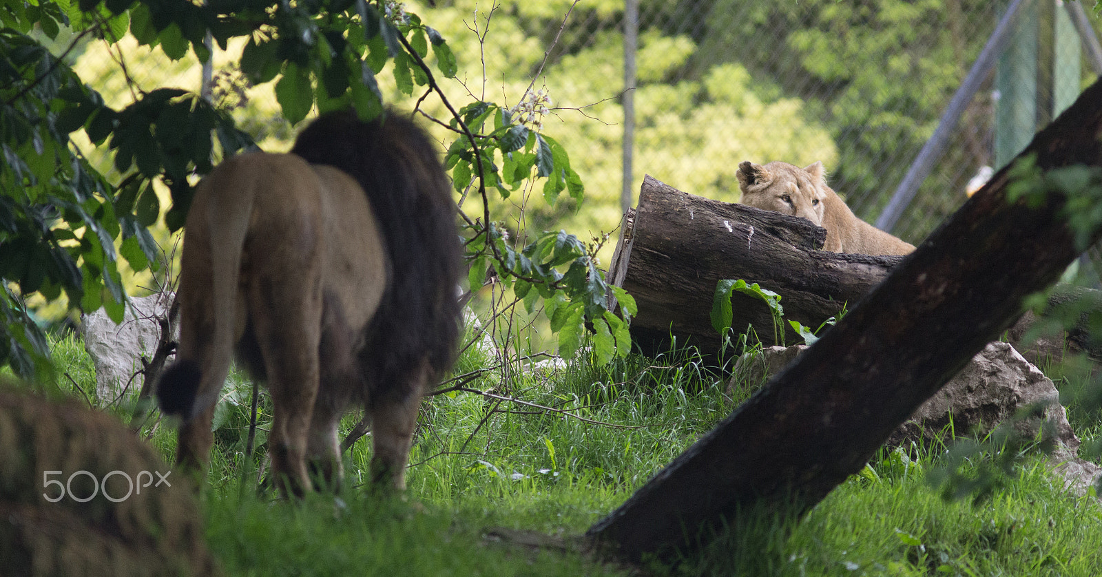 Canon EF 300mm F4L IS USM sample photo. Lion stand off - chester zoo photography