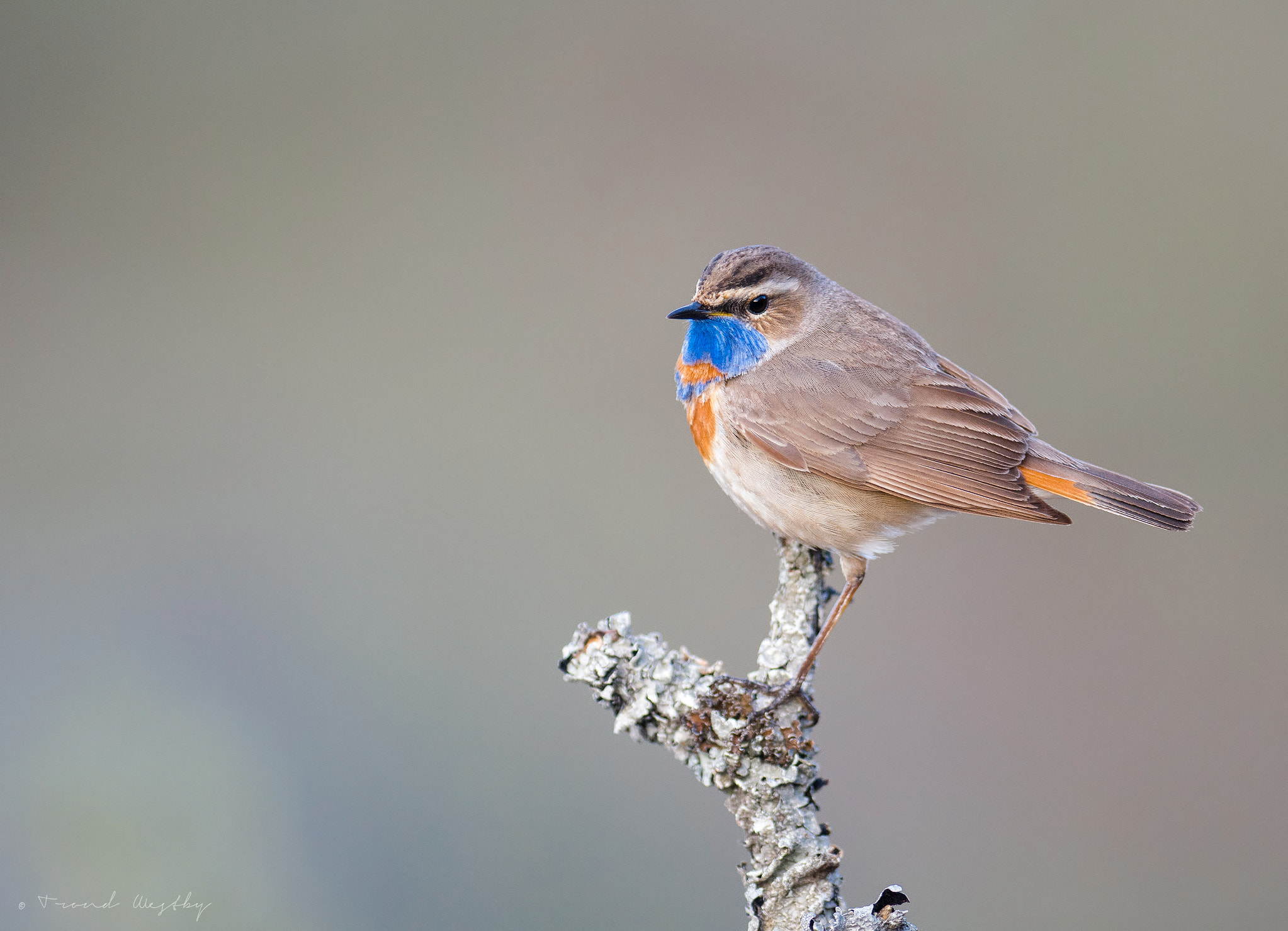 Nikon AF-S Nikkor 300mm F2.8G ED VR II sample photo. Bluethroat photography