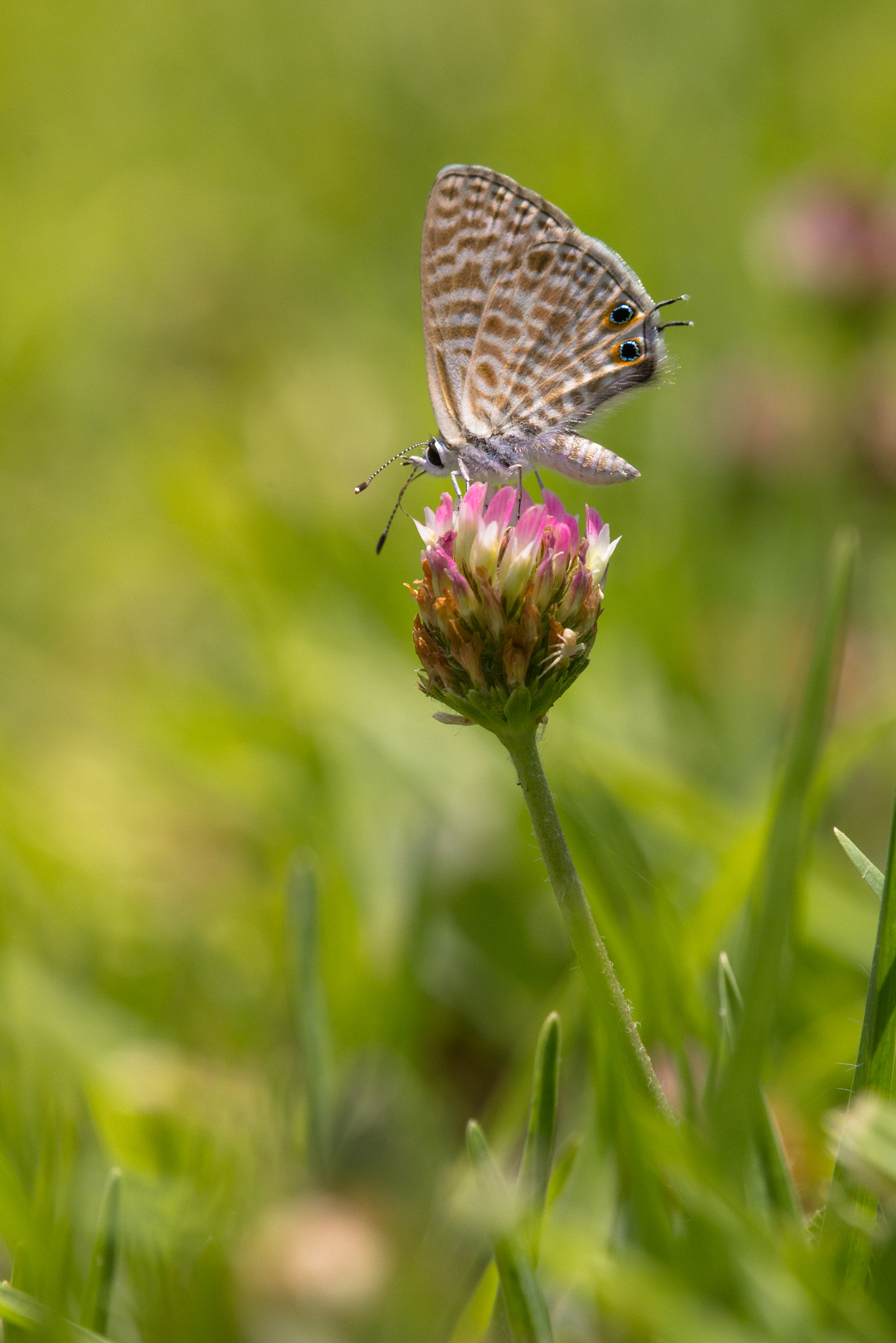 Canon EOS 60D + Tamron SP AF 180mm F3.5 Di LD (IF) Macro sample photo. Short tailed blue photography