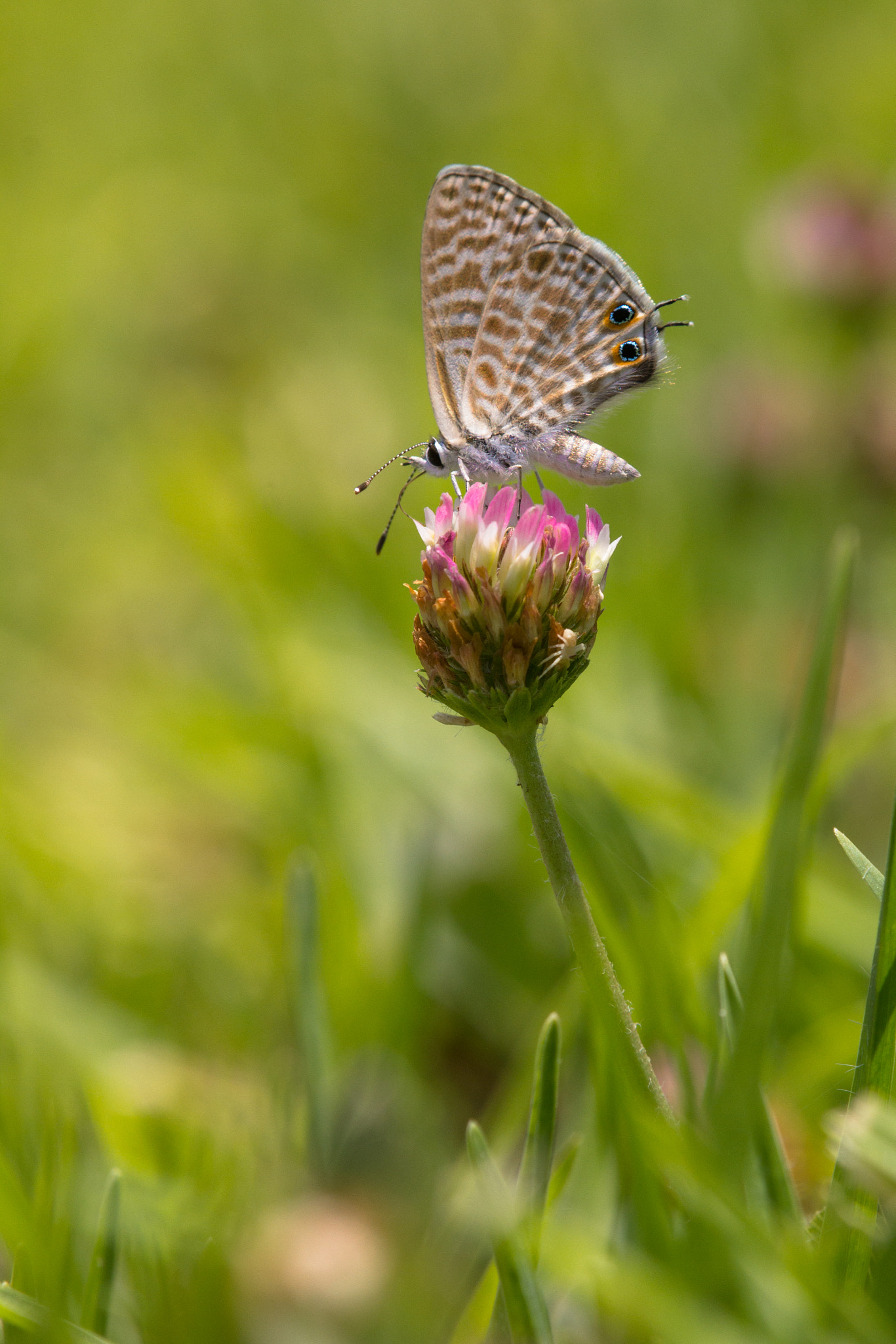 Tamron SP AF 180mm F3.5 Di LD (IF) Macro sample photo. Short tailed blue photography