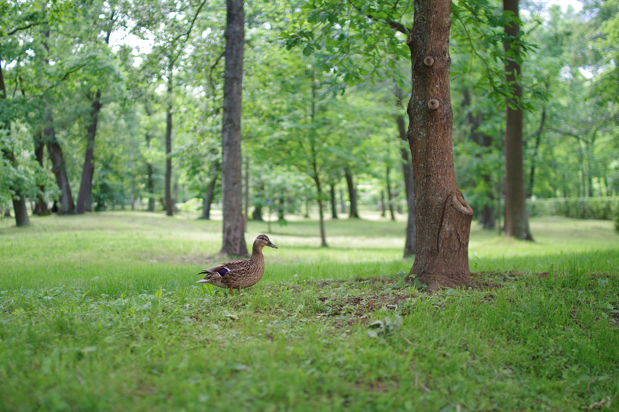 Pentax K-S2 + Sigma 30mm F1.4 EX DC HSM sample photo. Imgp0080.jpg photography