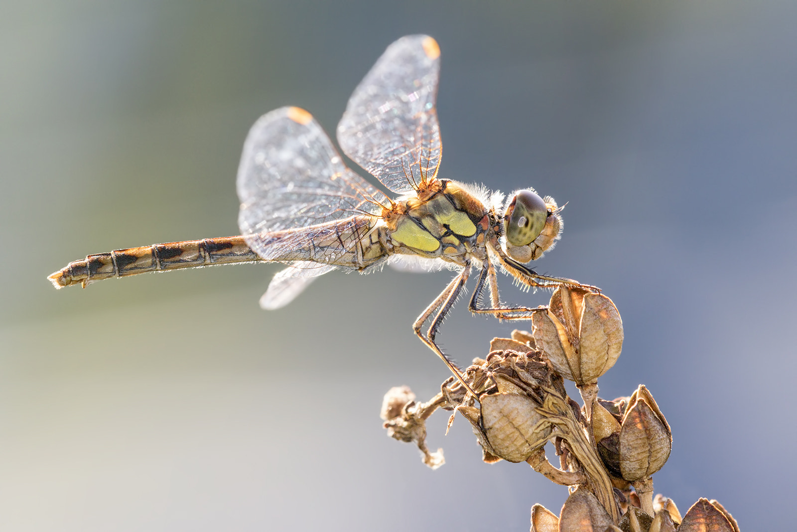 Tamron SP AF 180mm F3.5 Di LD (IF) Macro sample photo. Sympétrum vulgaire photography