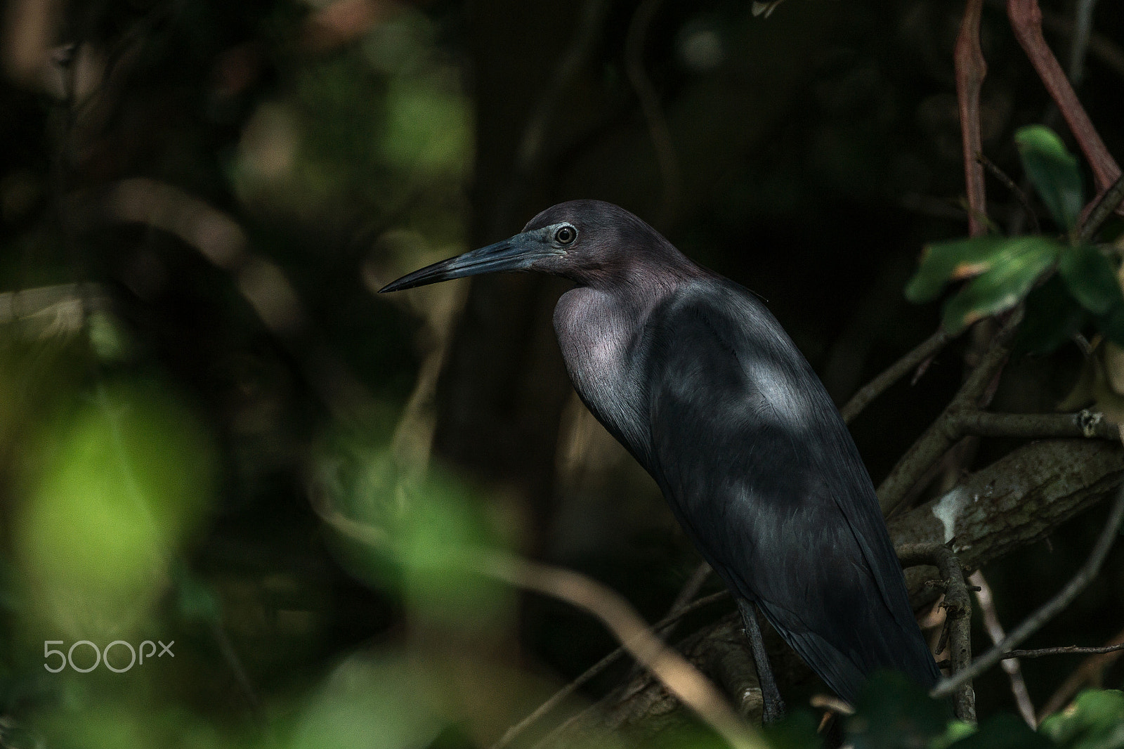 Sony 70-300mm F4.5-5.6 G SSM sample photo. Deep blue photography