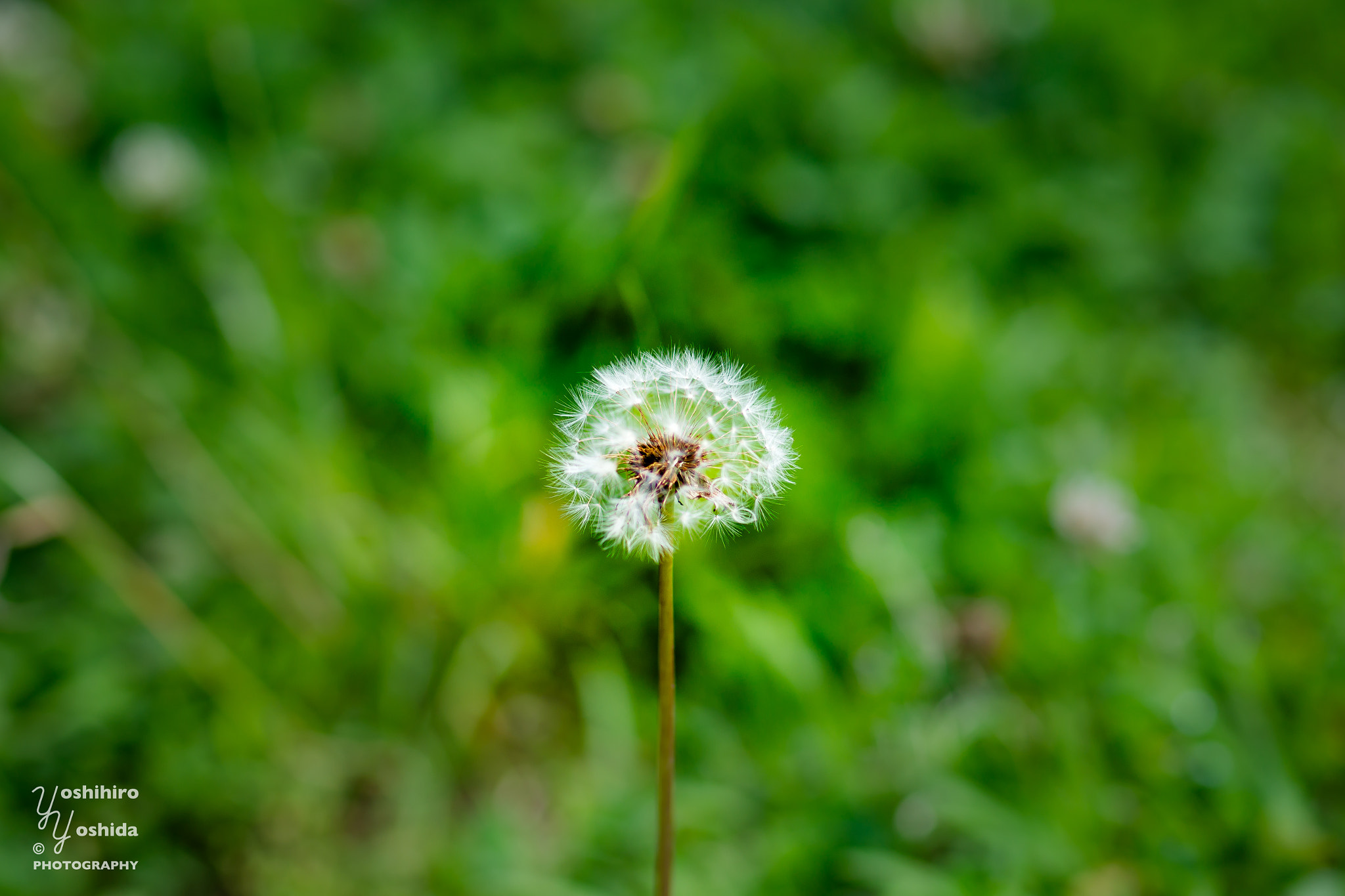 Sony Planar T* 85mm F1.4 ZA sample photo. Dandelion photography