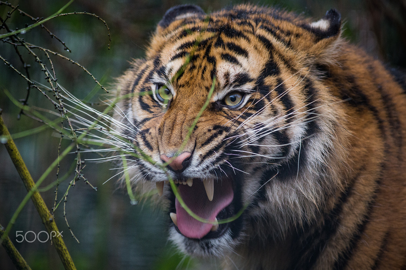 Canon EF 300mm F4L IS USM sample photo. Tiger - south lakes safari zoo photography