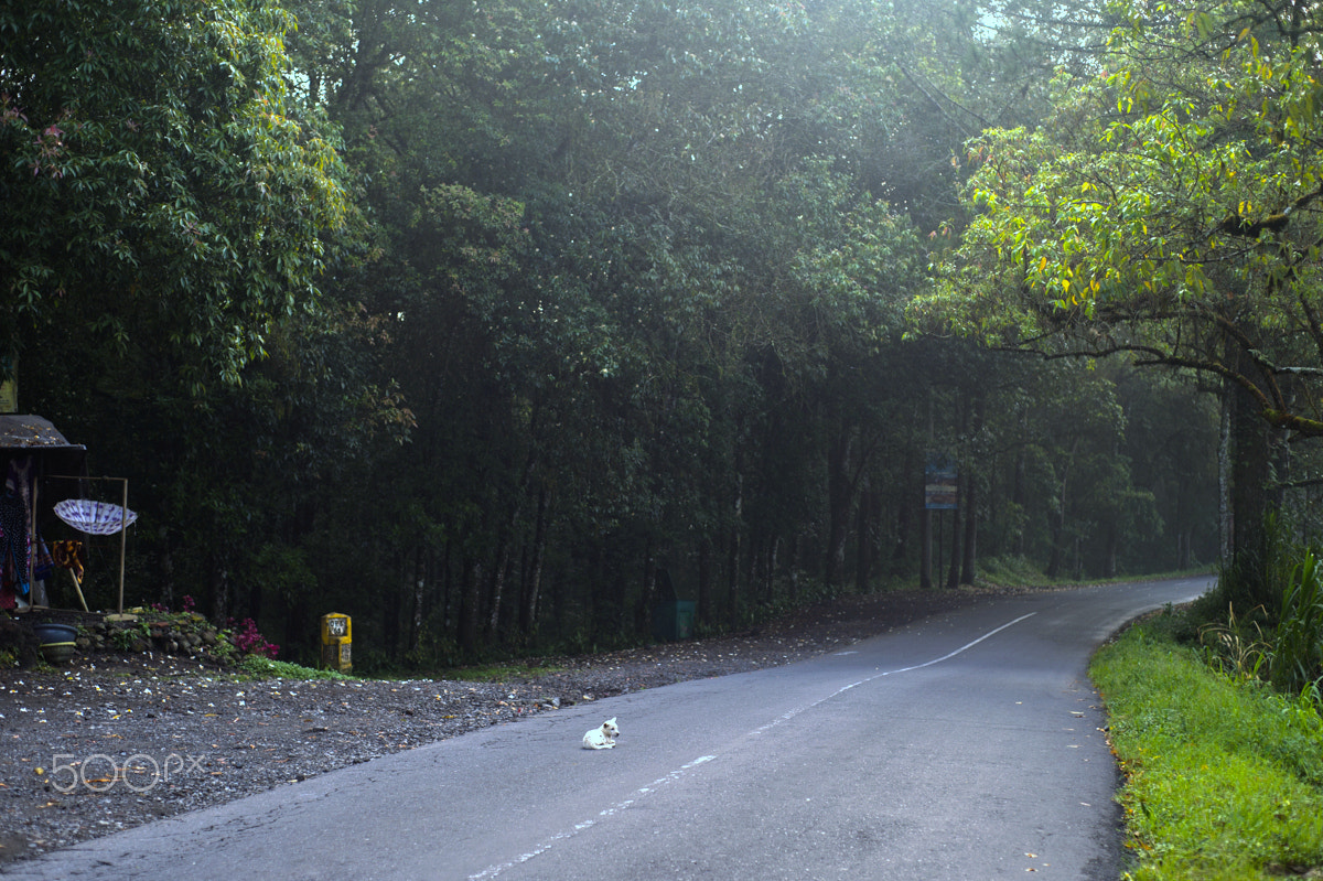 Nikon Df + Nikon AF Nikkor 50mm F1.8D sample photo. Lonely dog photography