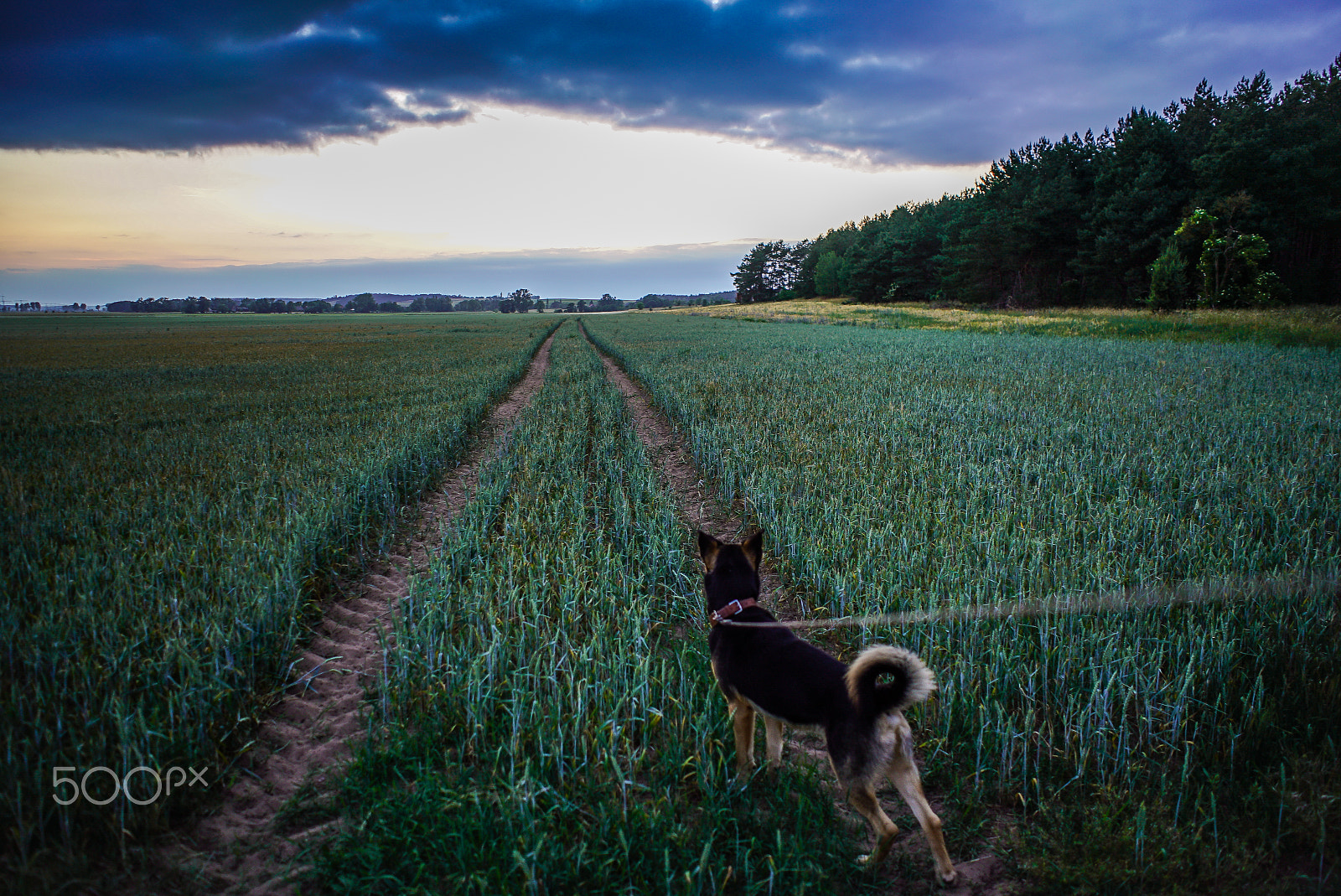 Sony FE 28mm F2 sample photo. Yes, he want it photography