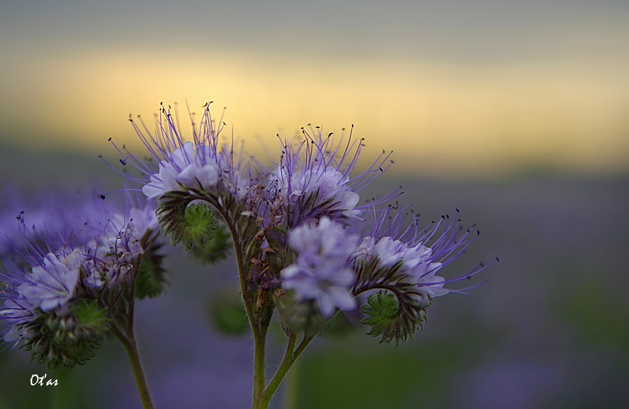 Tamron AF 28-75mm F2.8 XR Di LD Aspherical (IF) sample photo. In the evening photography