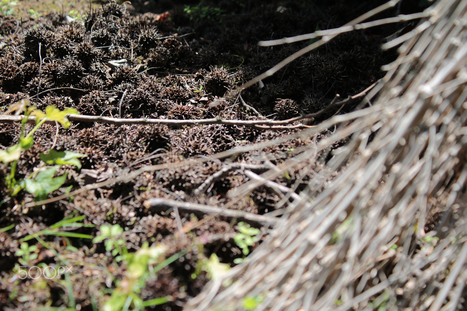 Canon EOS 750D (EOS Rebel T6i / EOS Kiss X8i) sample photo. Working outdoor #brown #outdoor  photography