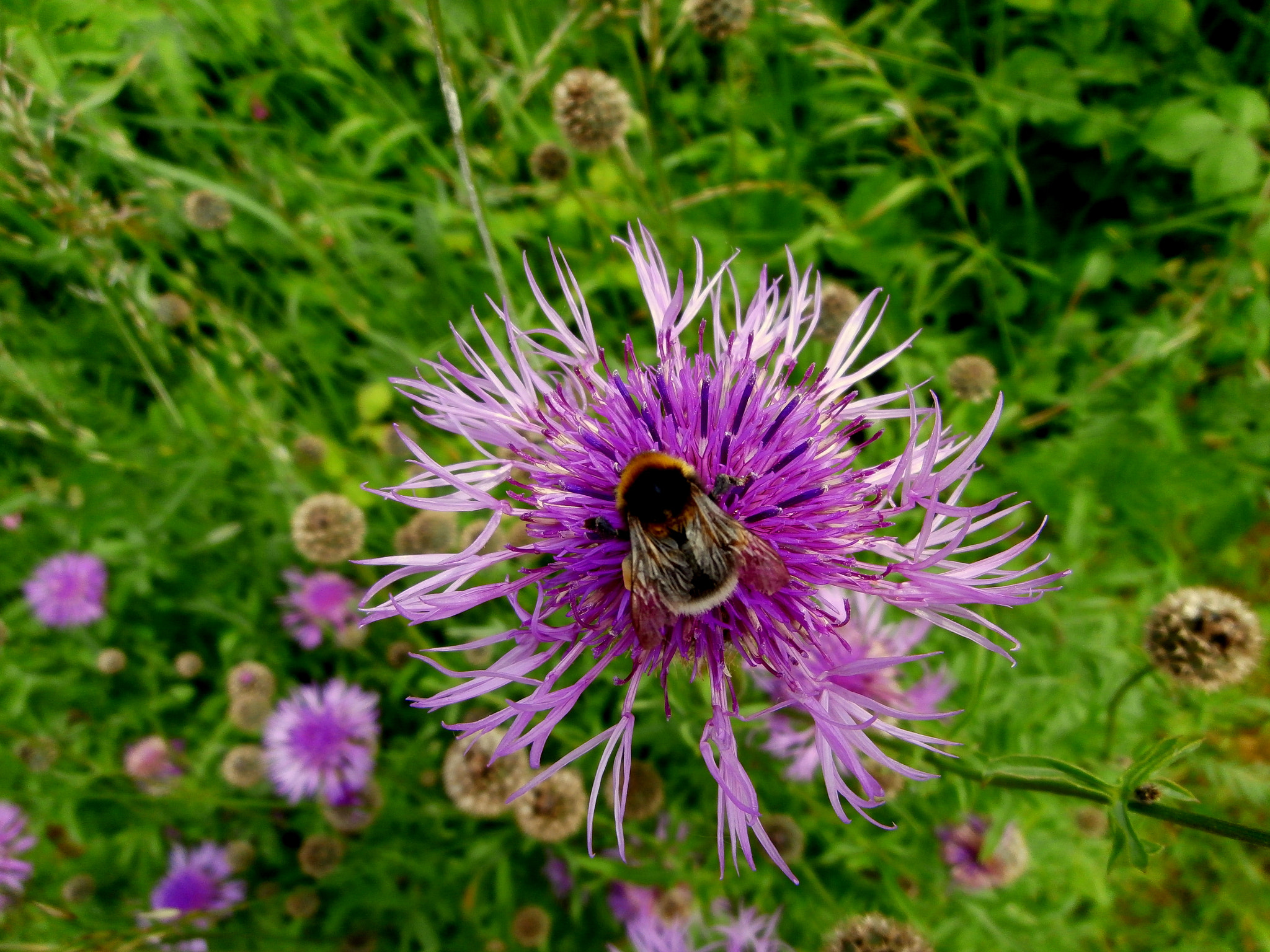 Olympus VR340,D750 sample photo. Bumble bee on centauria photography