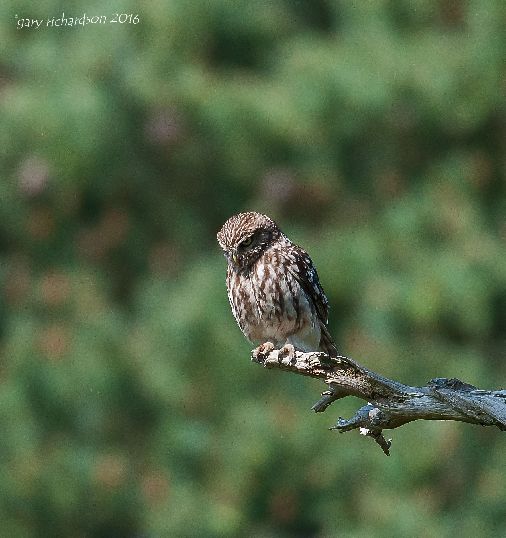 Nikon D300 + Nikon AF-S Nikkor 500mm F4G ED VR sample photo. Little owl photography