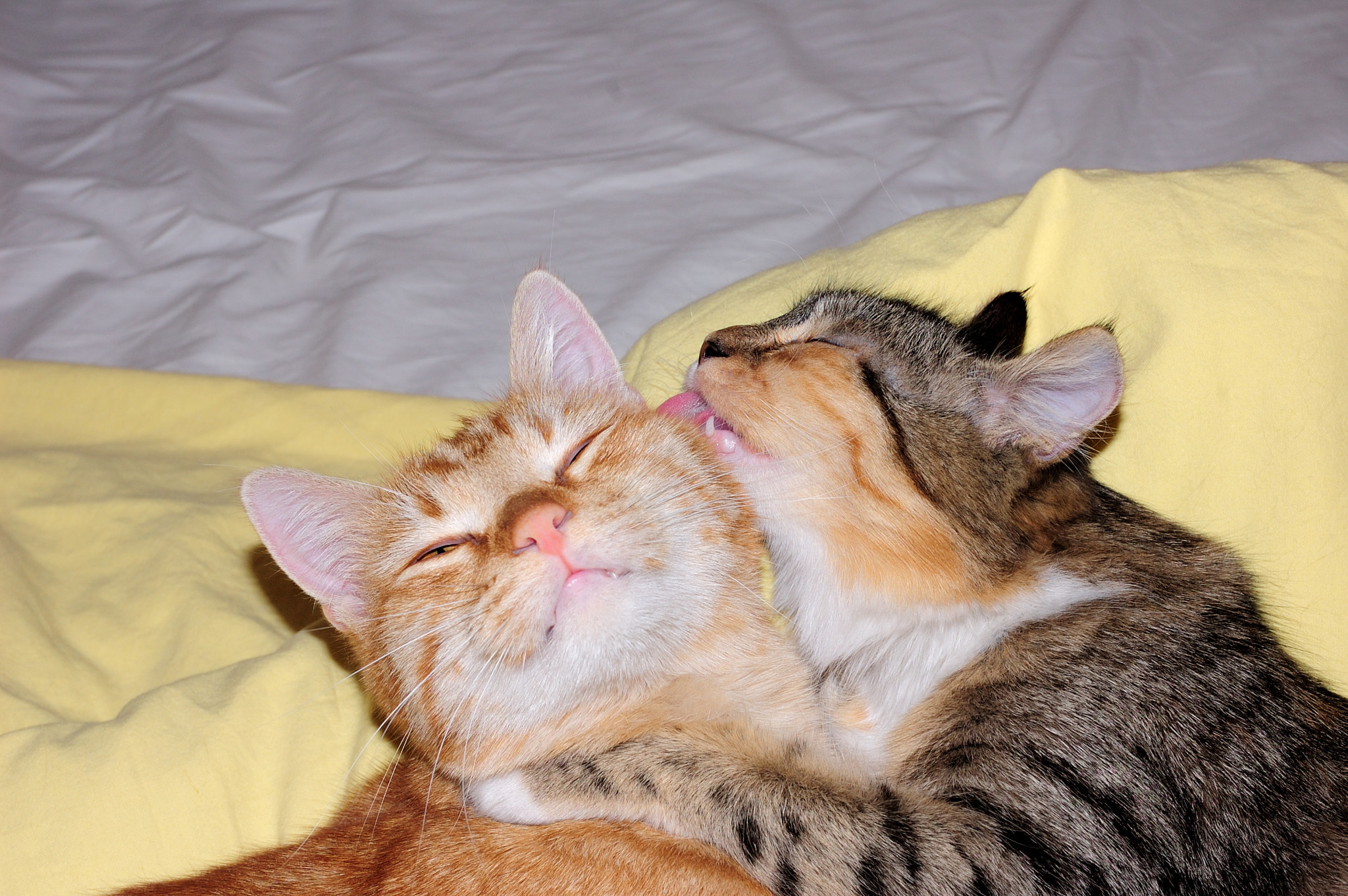 Sigma 18-50mm F2.8 EX DC Macro sample photo. Cat's love photography