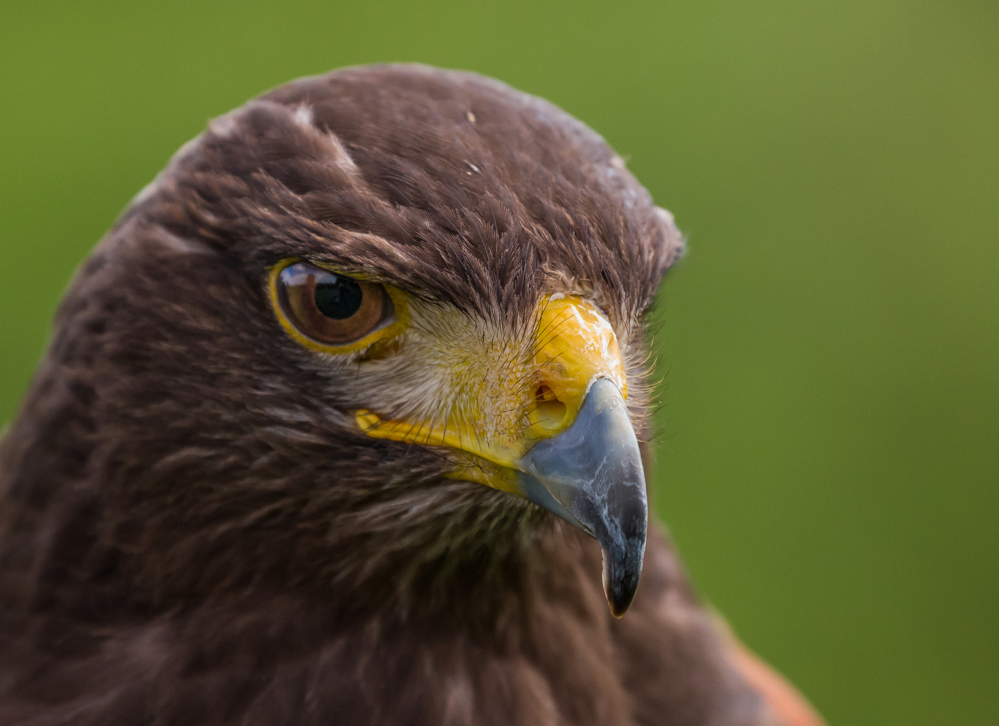 Canon EF 70-300mm F4-5.6L IS USM sample photo. Harris hawk photography
