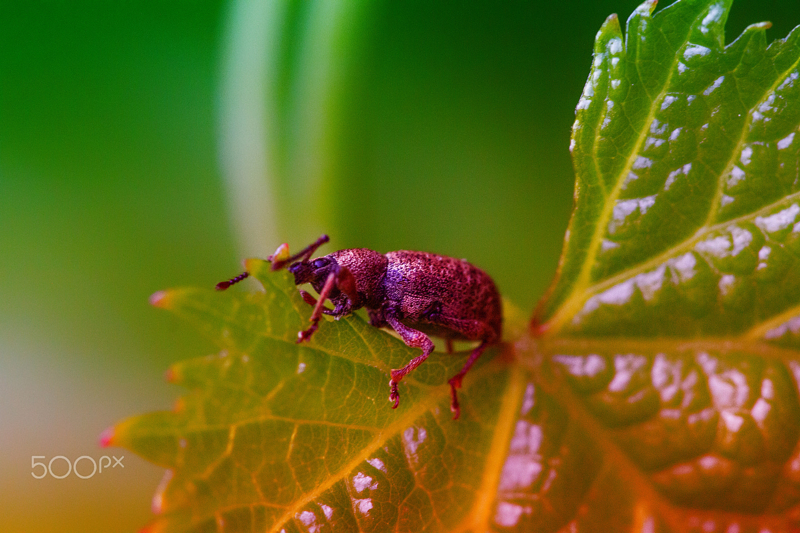 Sigma APO Macro 150mm f/2.8 EX DG HSM sample photo. Beetle photography