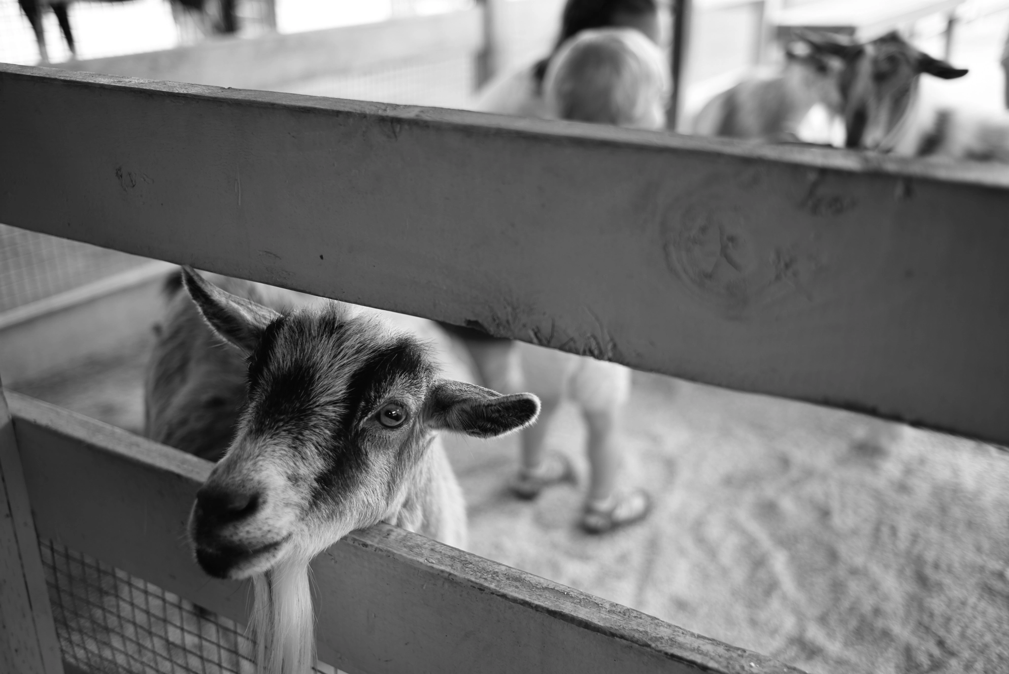Summicron-M 1:2/35 ASPH. sample photo. Looking at you photography