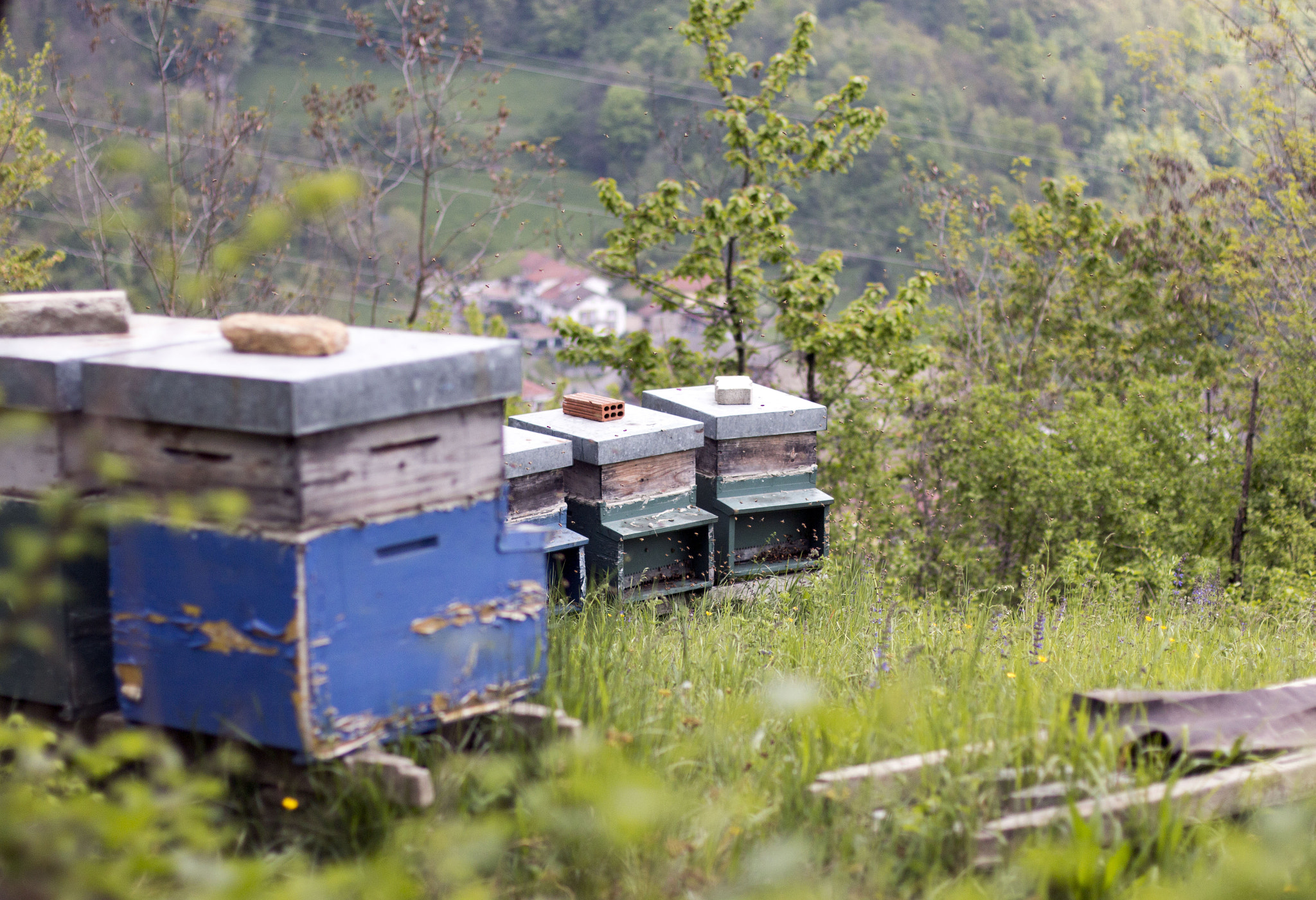 Canon EOS 70D + Canon EF 50mm F1.4 USM sample photo. Bees photography