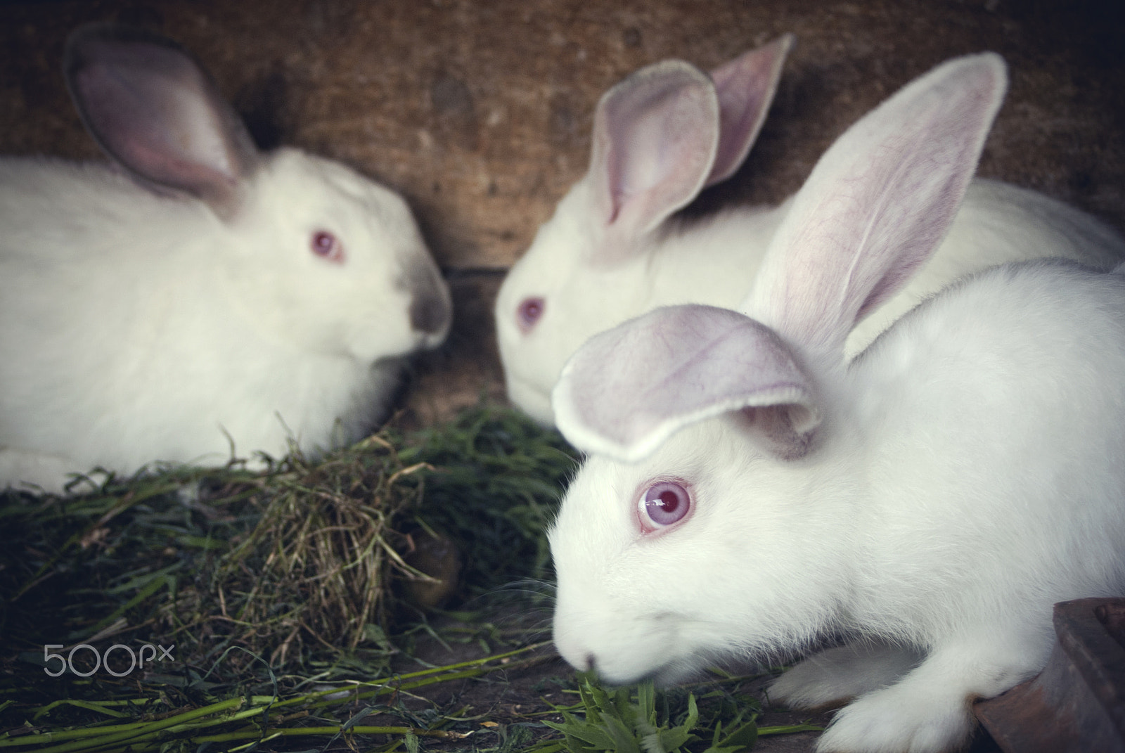 Nikon D80 + Sigma 18-50mm F3.5-5.6 DC sample photo. White rabbits in a hutch photography