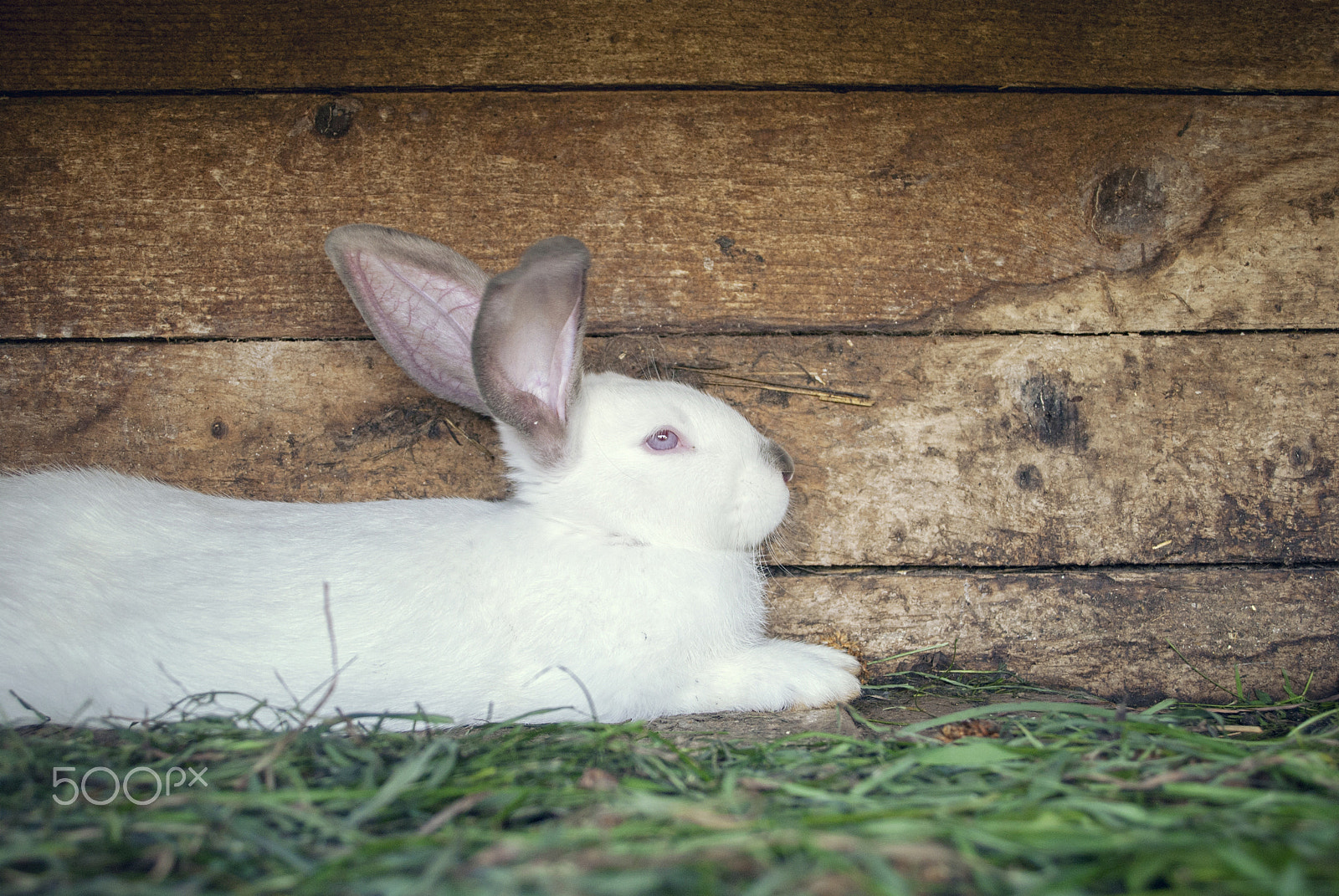 Nikon D80 + Sigma 18-50mm F3.5-5.6 DC sample photo. White rabbit in a hutch photography