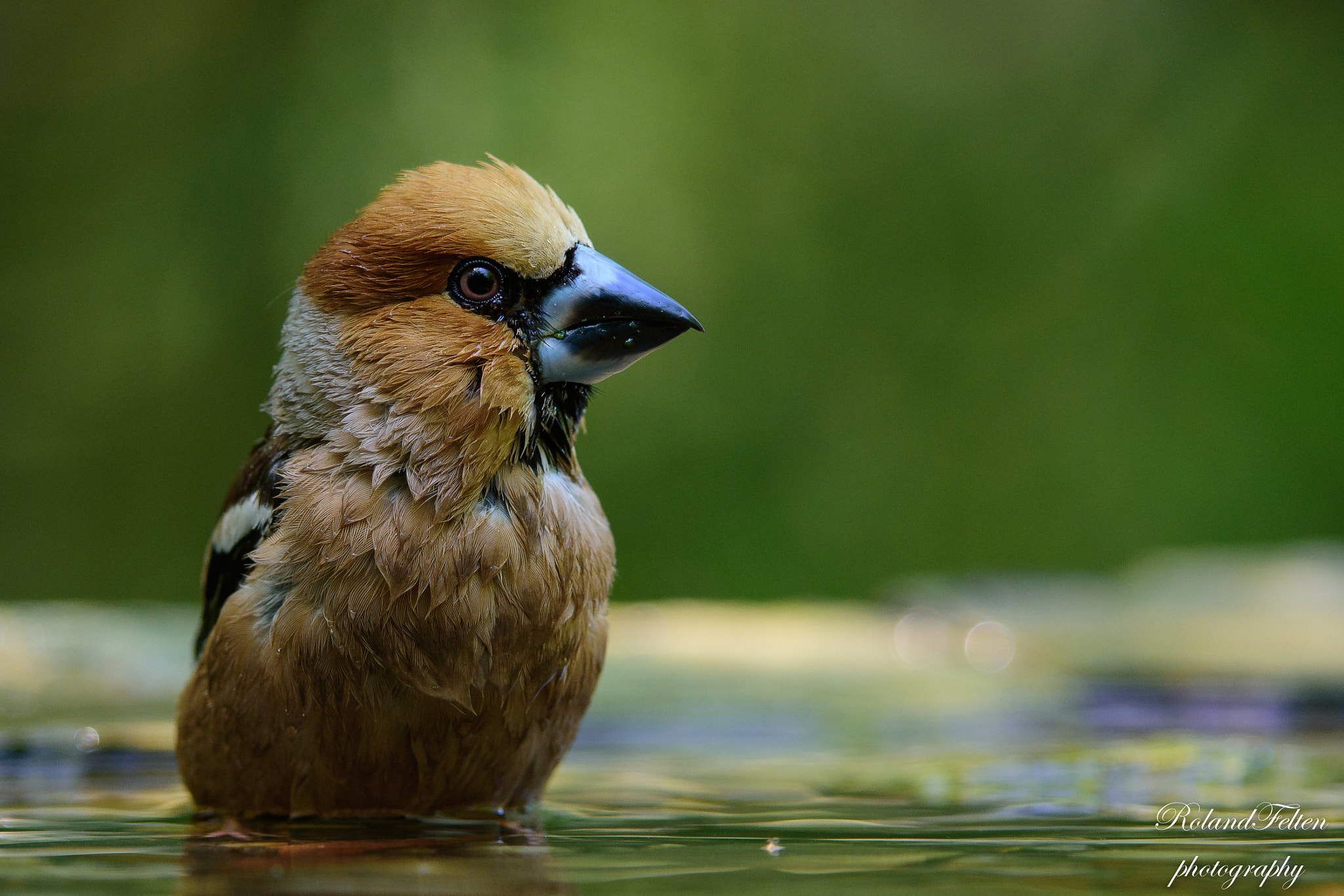 Nikon AF-S Nikkor 200-400mm F4G ED-IF VR sample photo. Wet hawfinch photography
