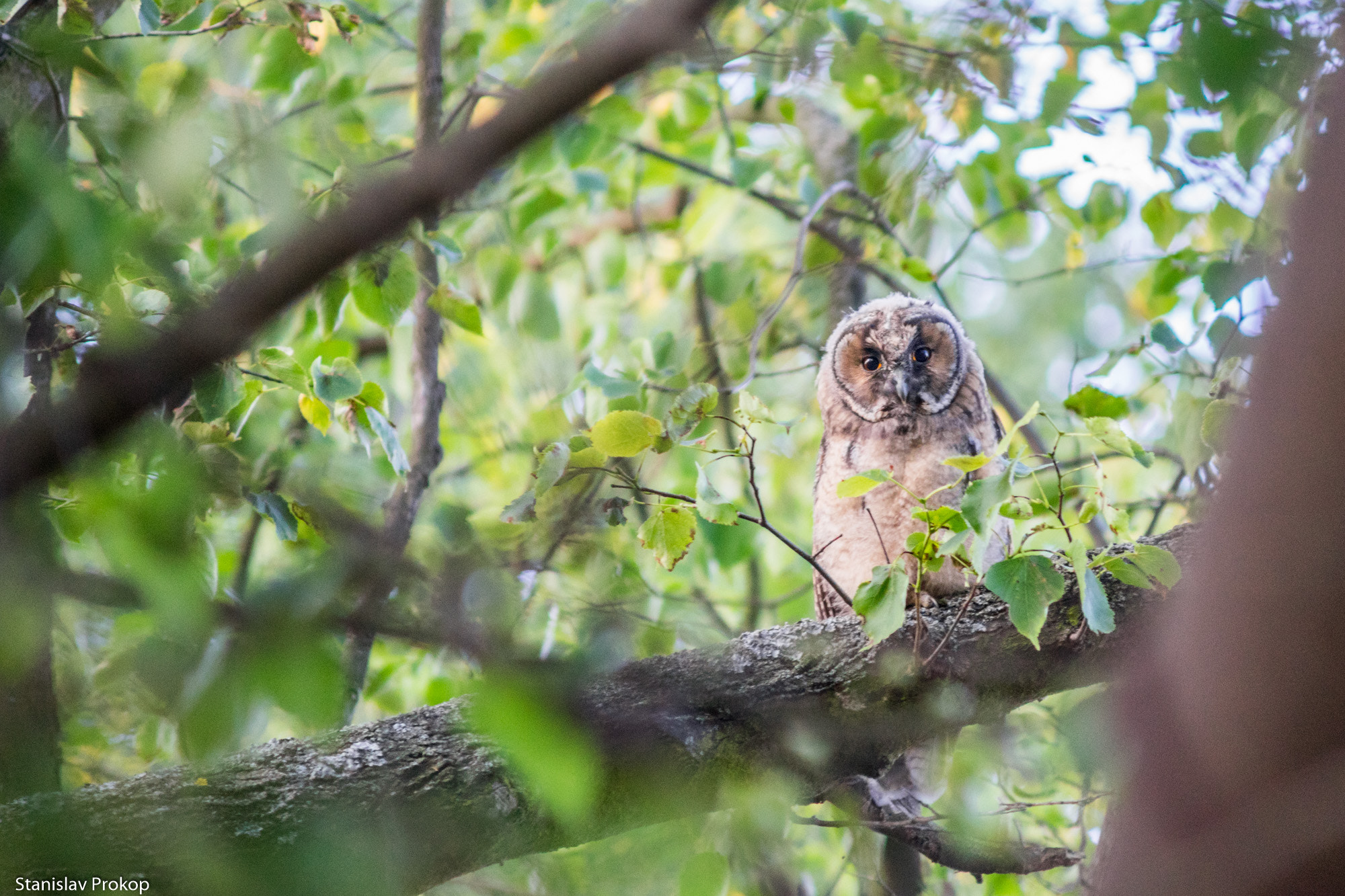 Sony a7 + Minolta AF 70-210mm F4 Macro sample photo. Owl baby photography