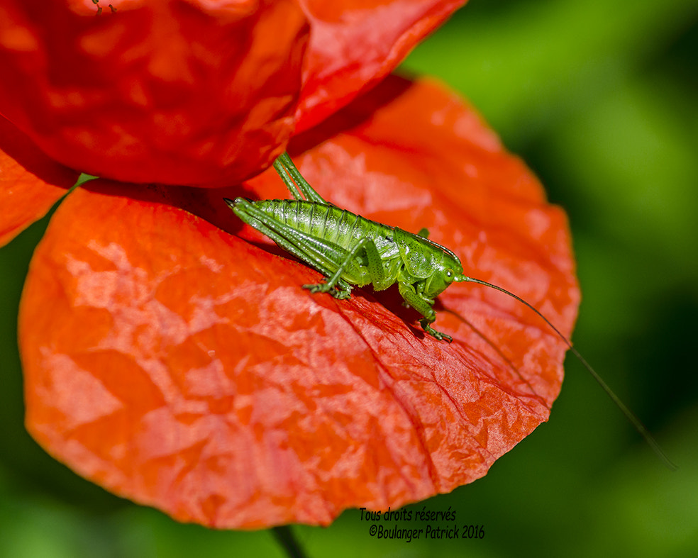 Tokina AT-X Pro 100mm F2.8 Macro sample photo. Sauterelle photography