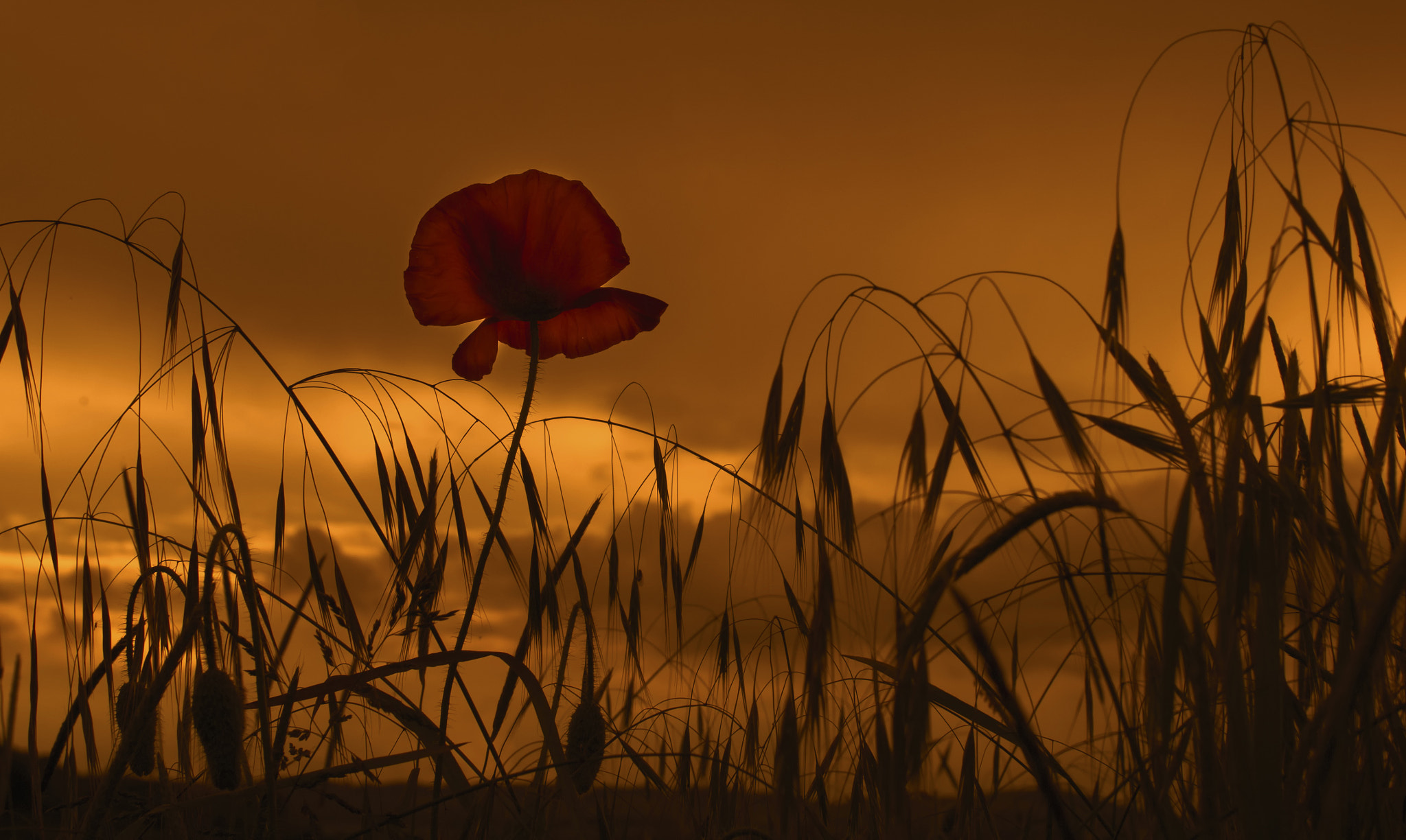 Panasonic Lumix DMC-GF6 + Sigma 30mm F2.8 DN Art sample photo. Poppy sunset photography