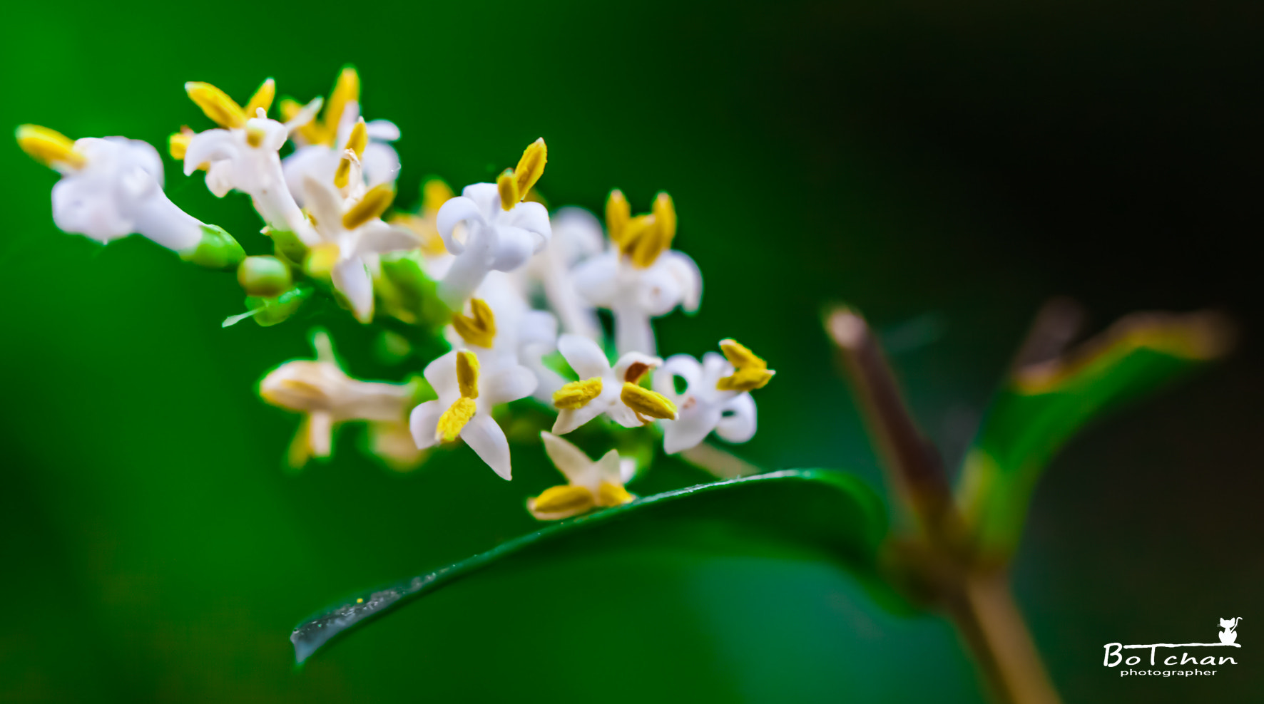 Canon EOS 50D + Canon EF 100mm F2.8L Macro IS USM sample photo. Probando photography